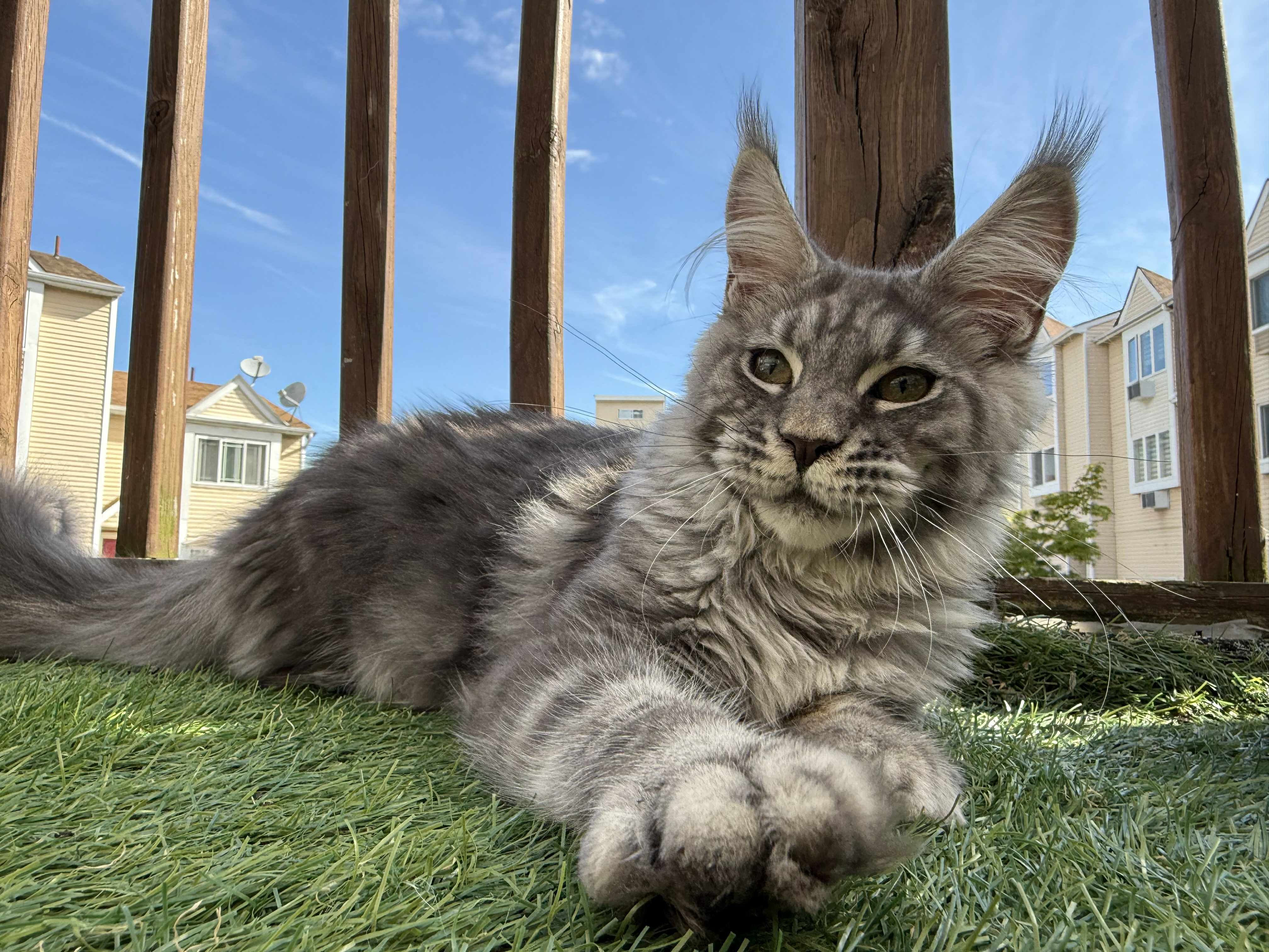 Kitten 43 (AVAILABLE)