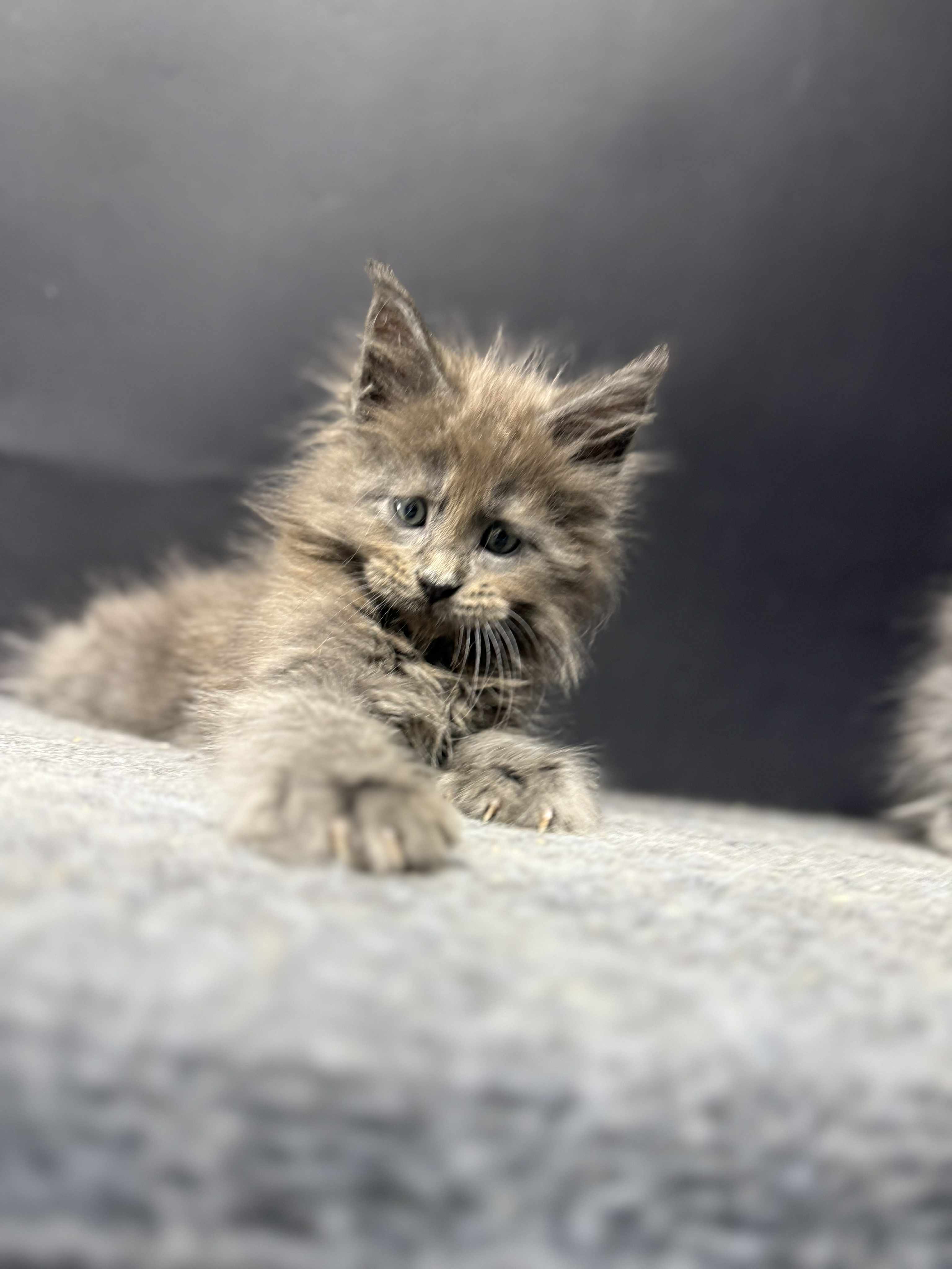 Kitten 53 (AVAILABLE)