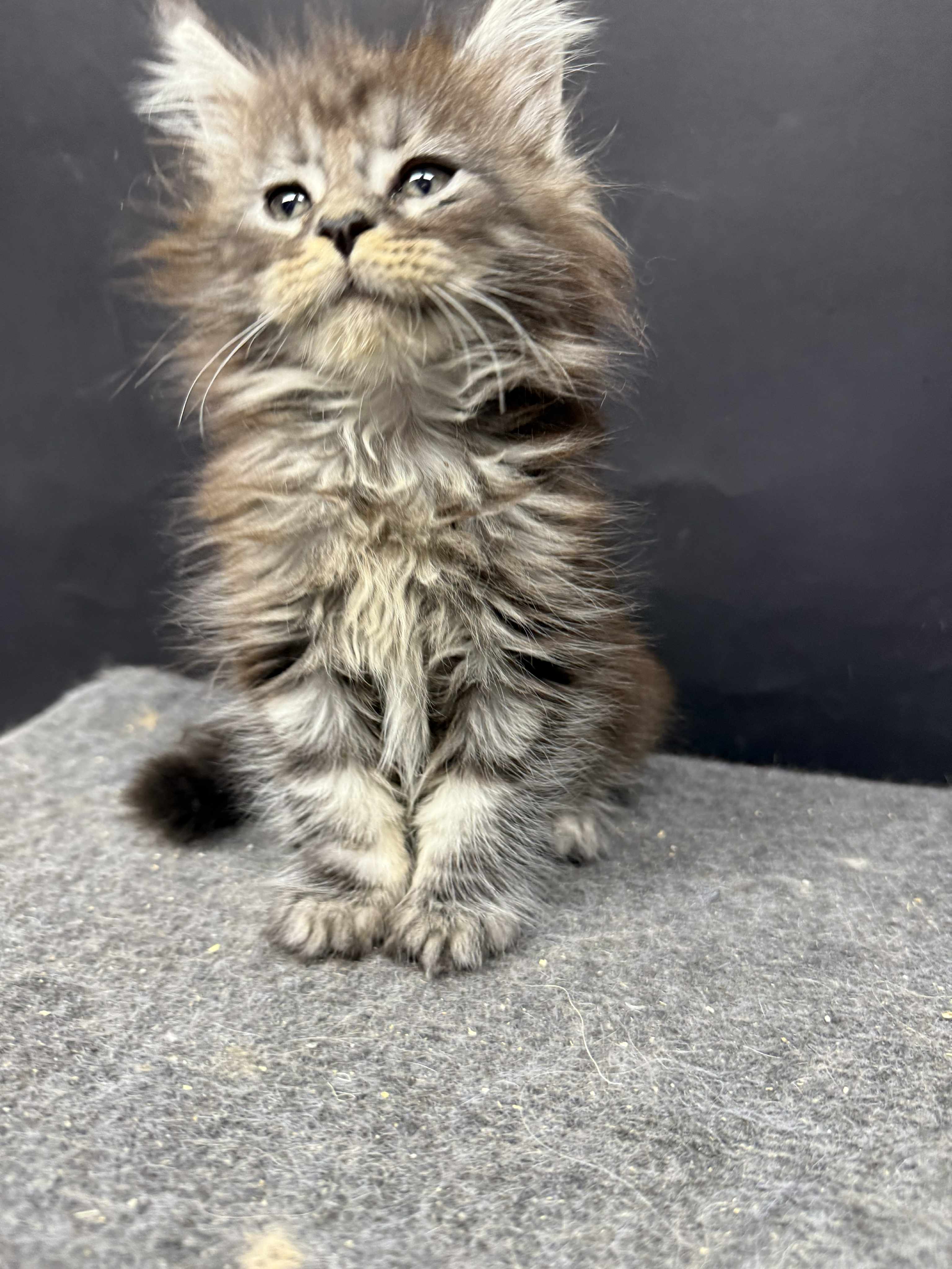 Kitten 51 (AVAILABLE)