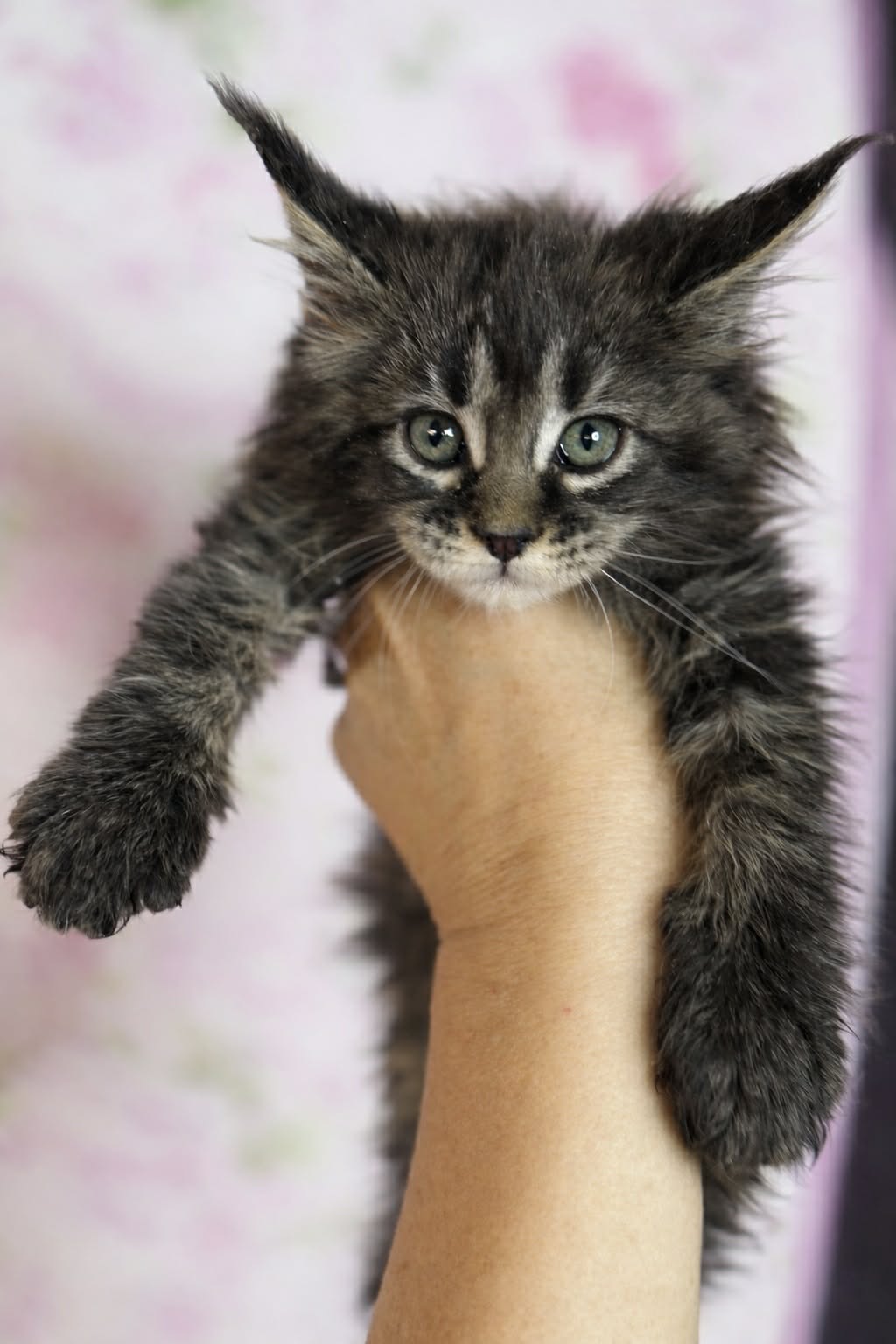 Kitten 67 (AVAILABLE FOR RESERVATION)