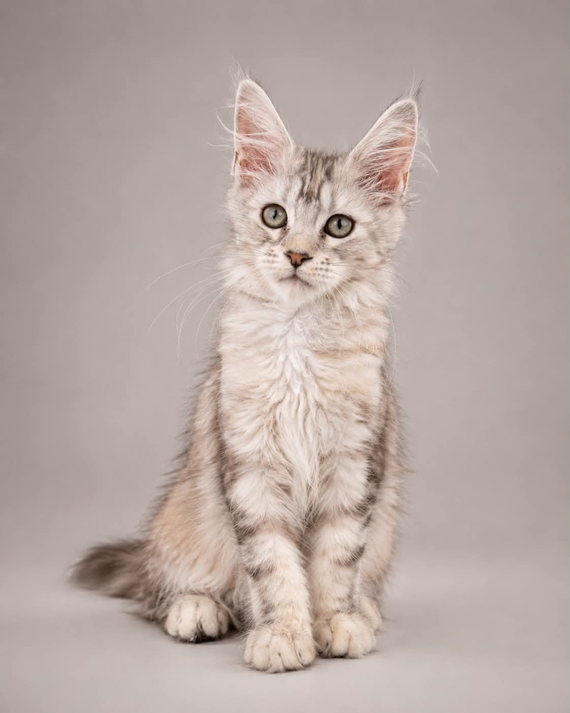 Kitten 86 (AVAILABLE)