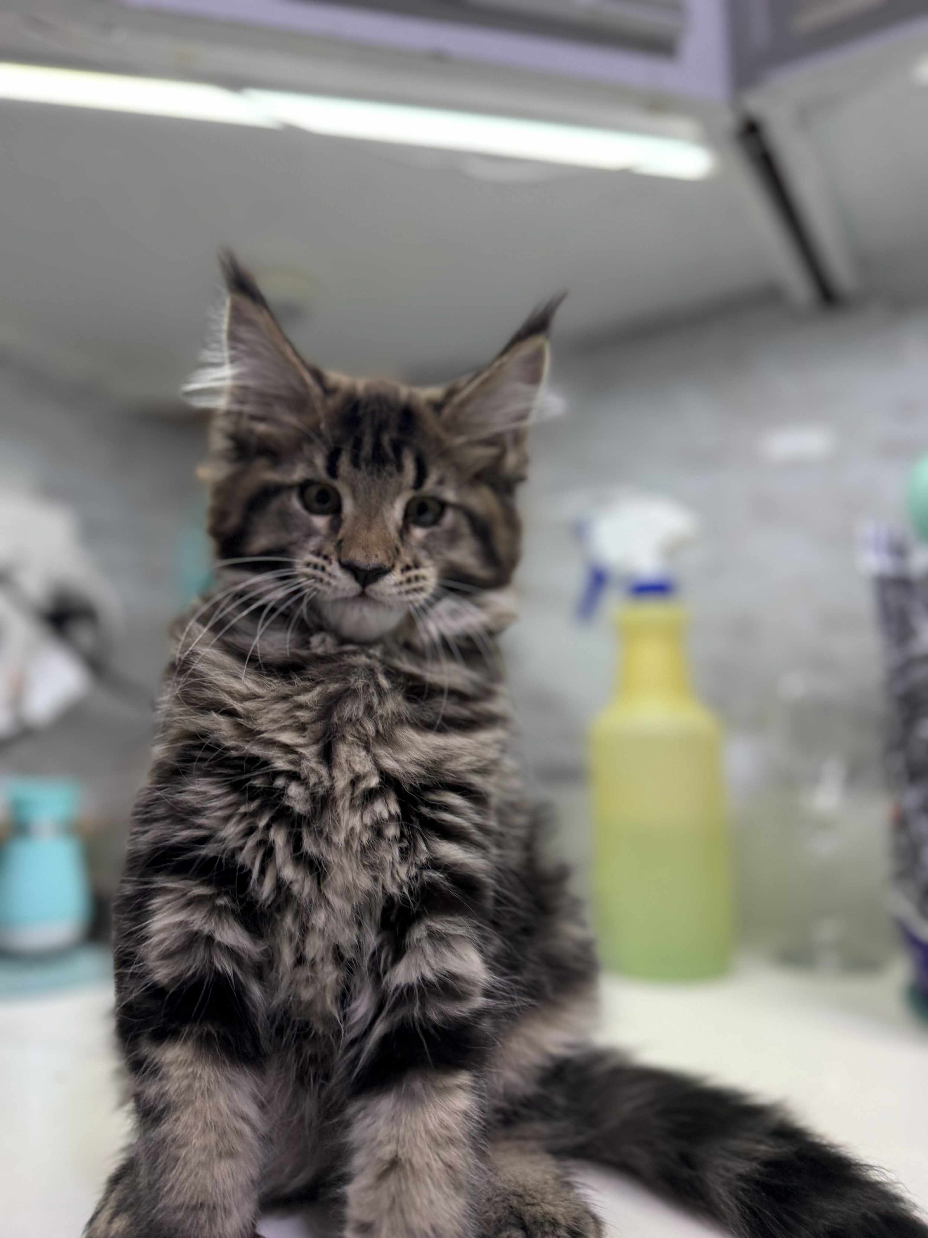 Kitten 45 (RESERVED)