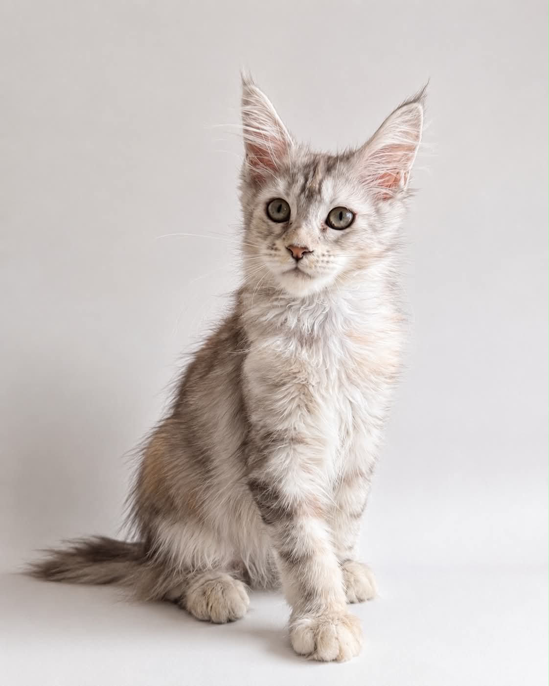 Kitten 86 (AVAILABLE)