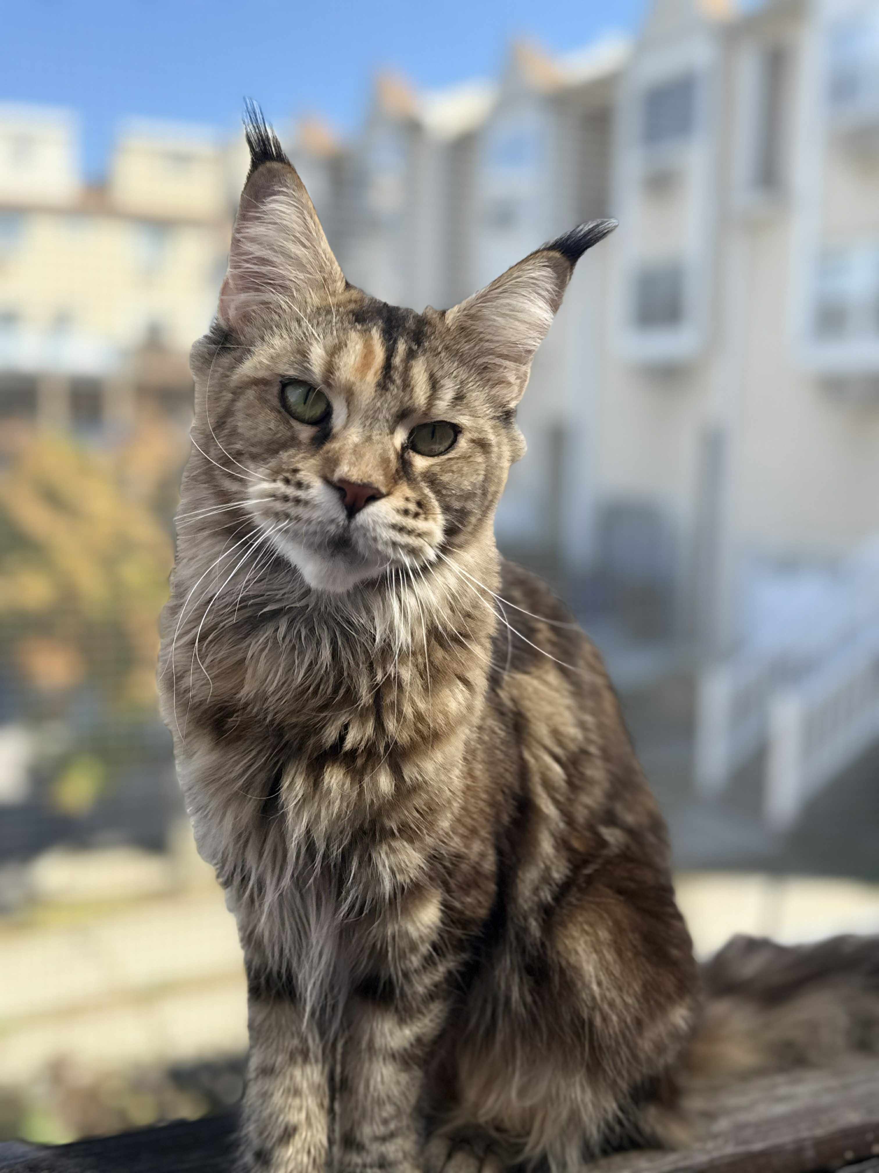 Adult Maine Coon 1