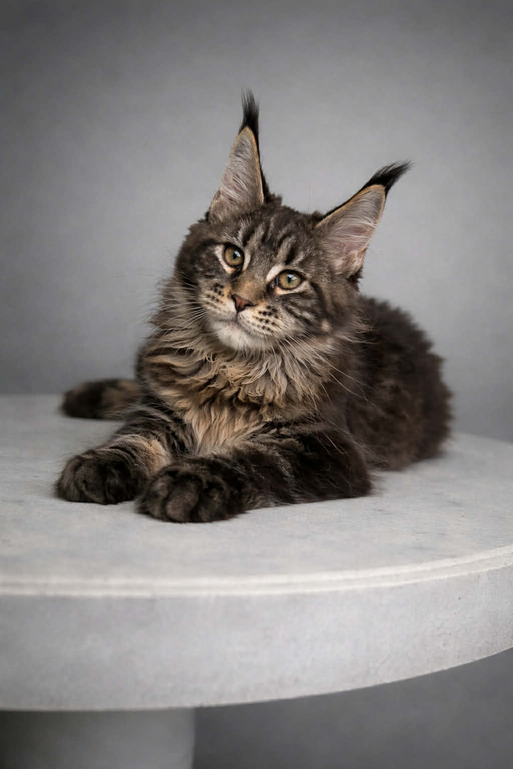 Kitten 78 (AVAILABLE)