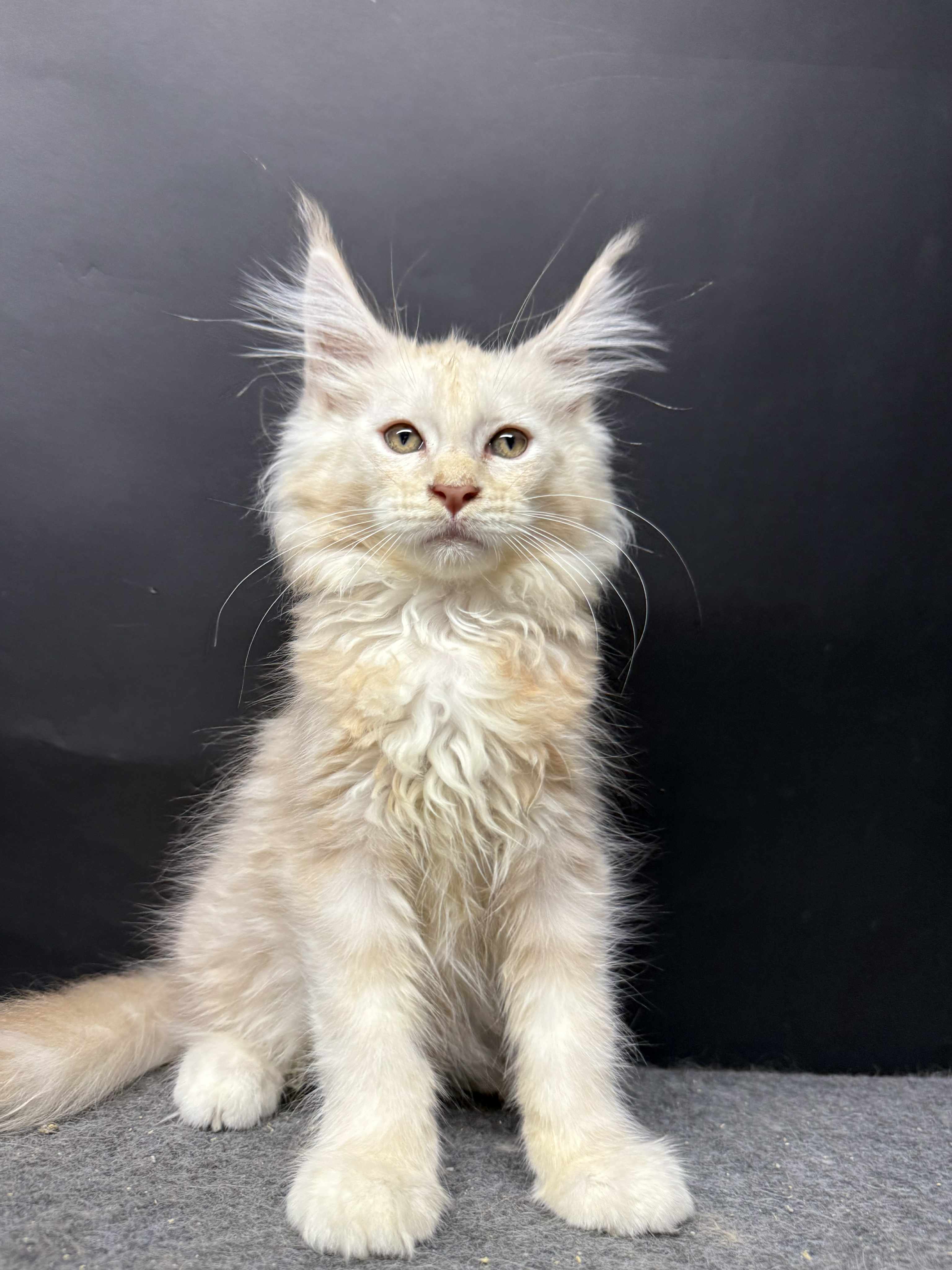 Kitten 49 (AVAILABLE)