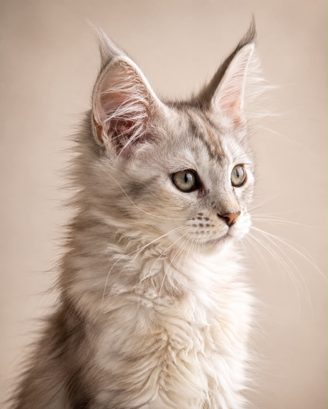 Kitten 86 (AVAILABLE)