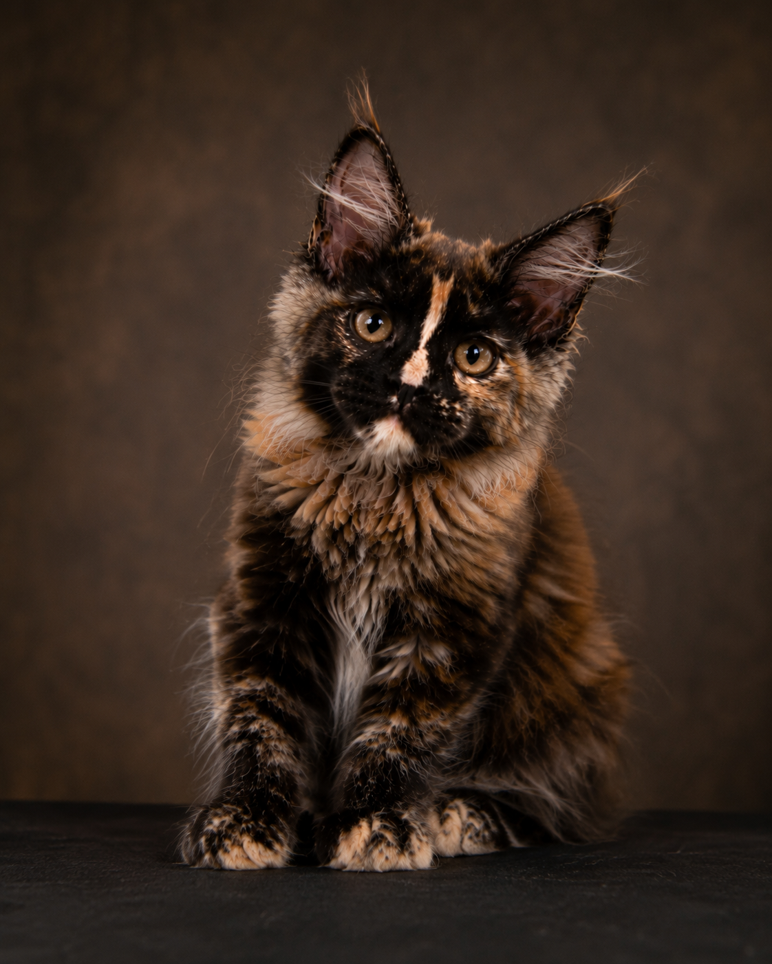 Kitten 95 (AVAILABLE)