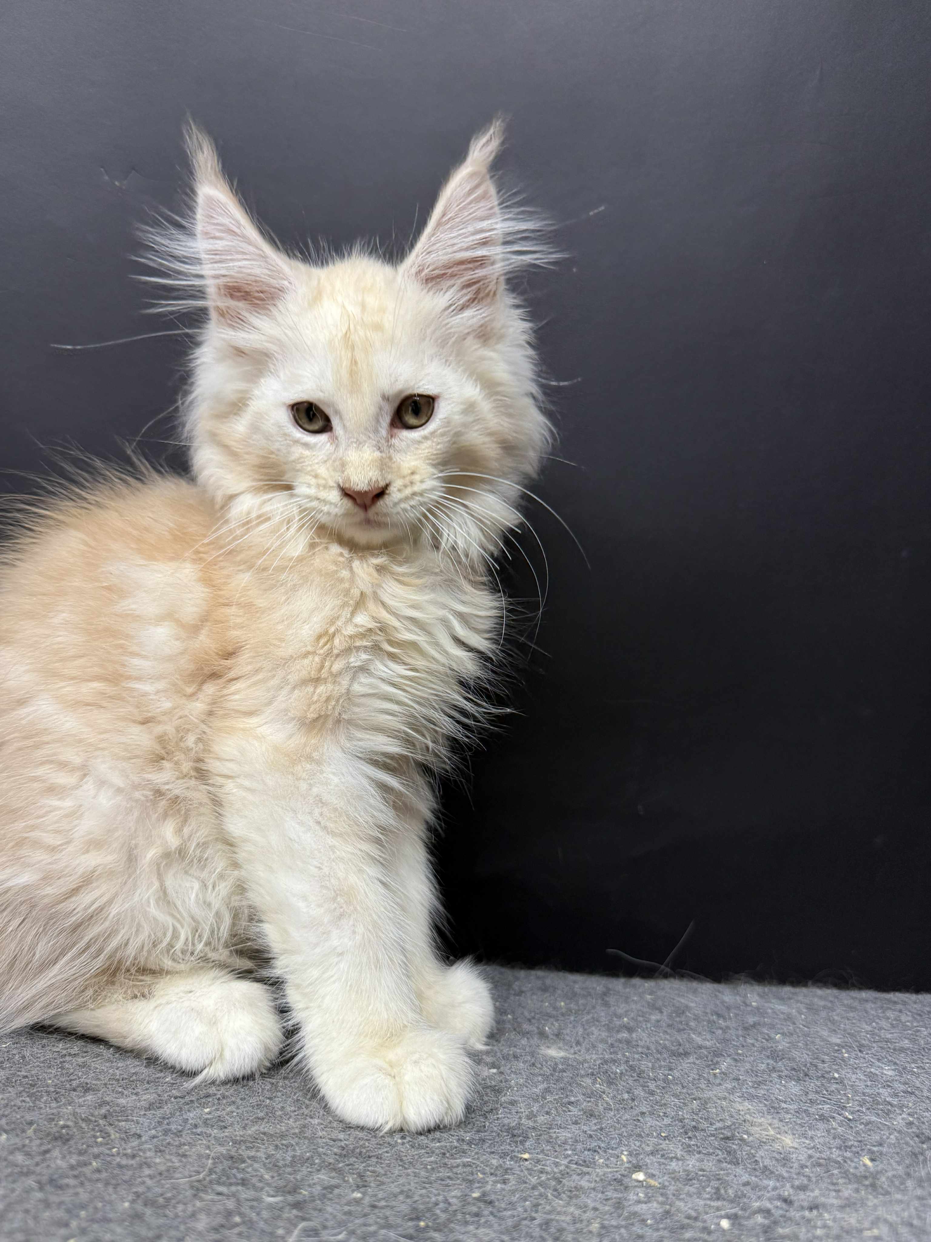 Kitten 49 (AVAILABLE)