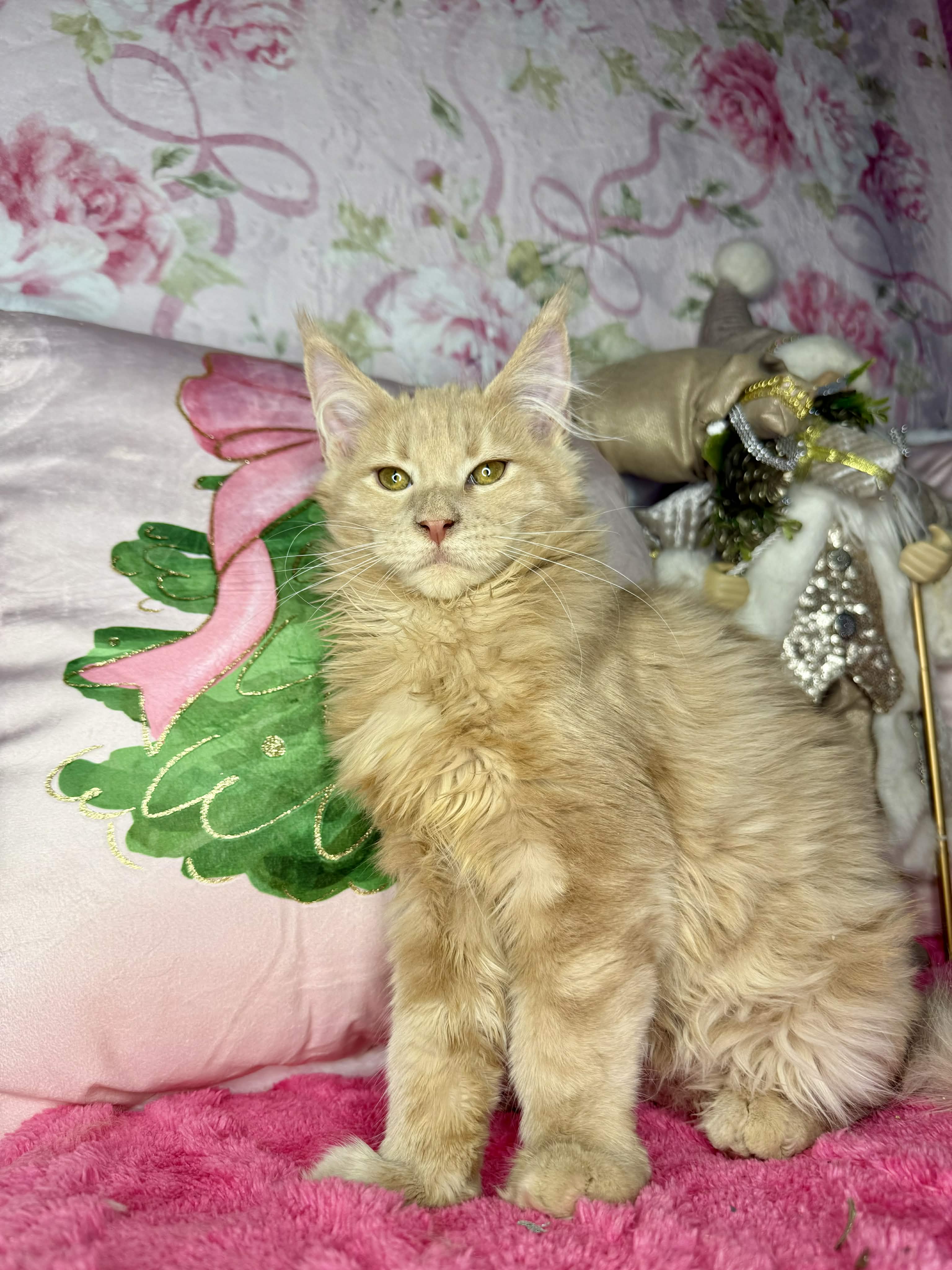 Kitten 62 (AVAILABLE)