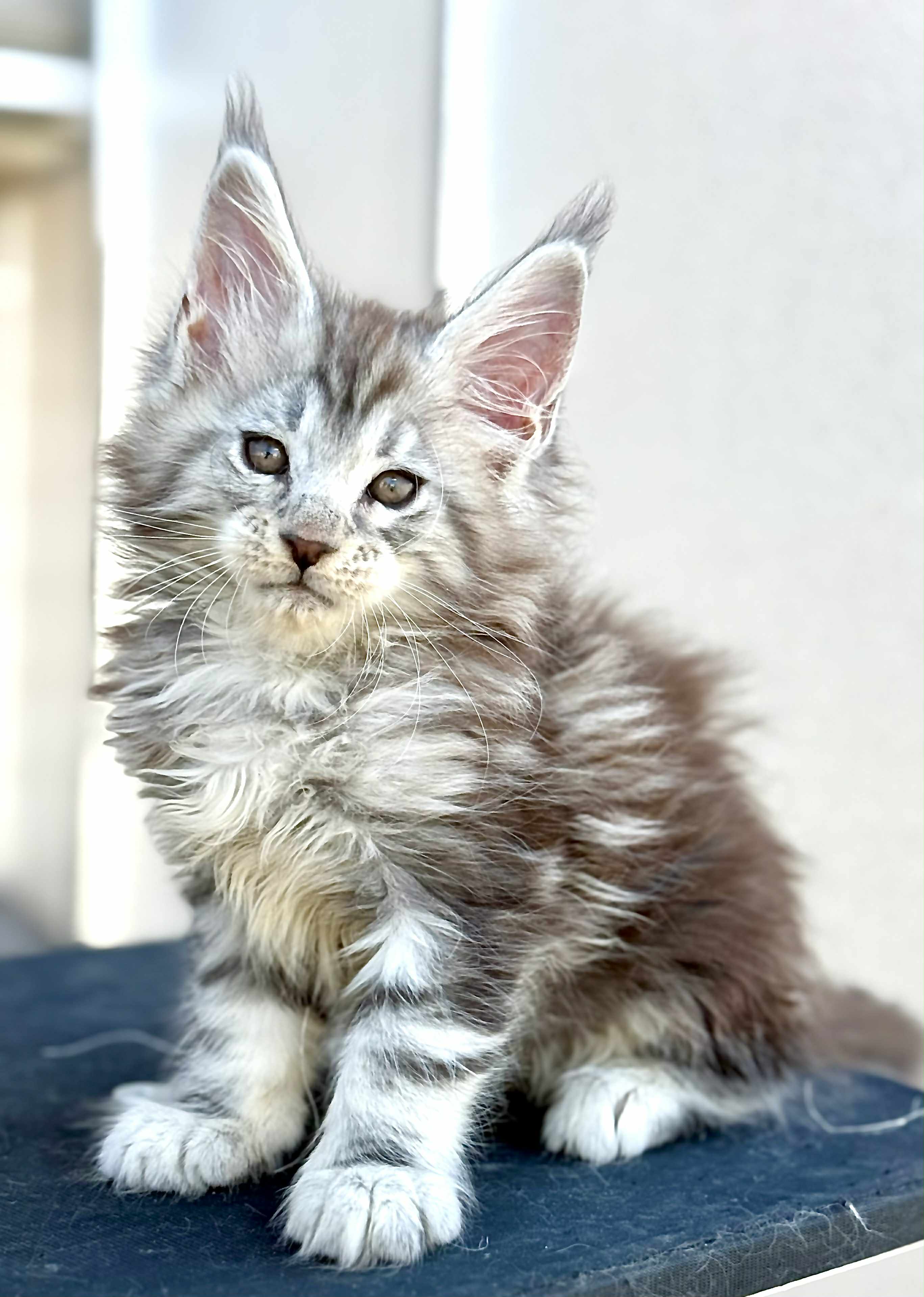 Kitten 47 (SOLD)