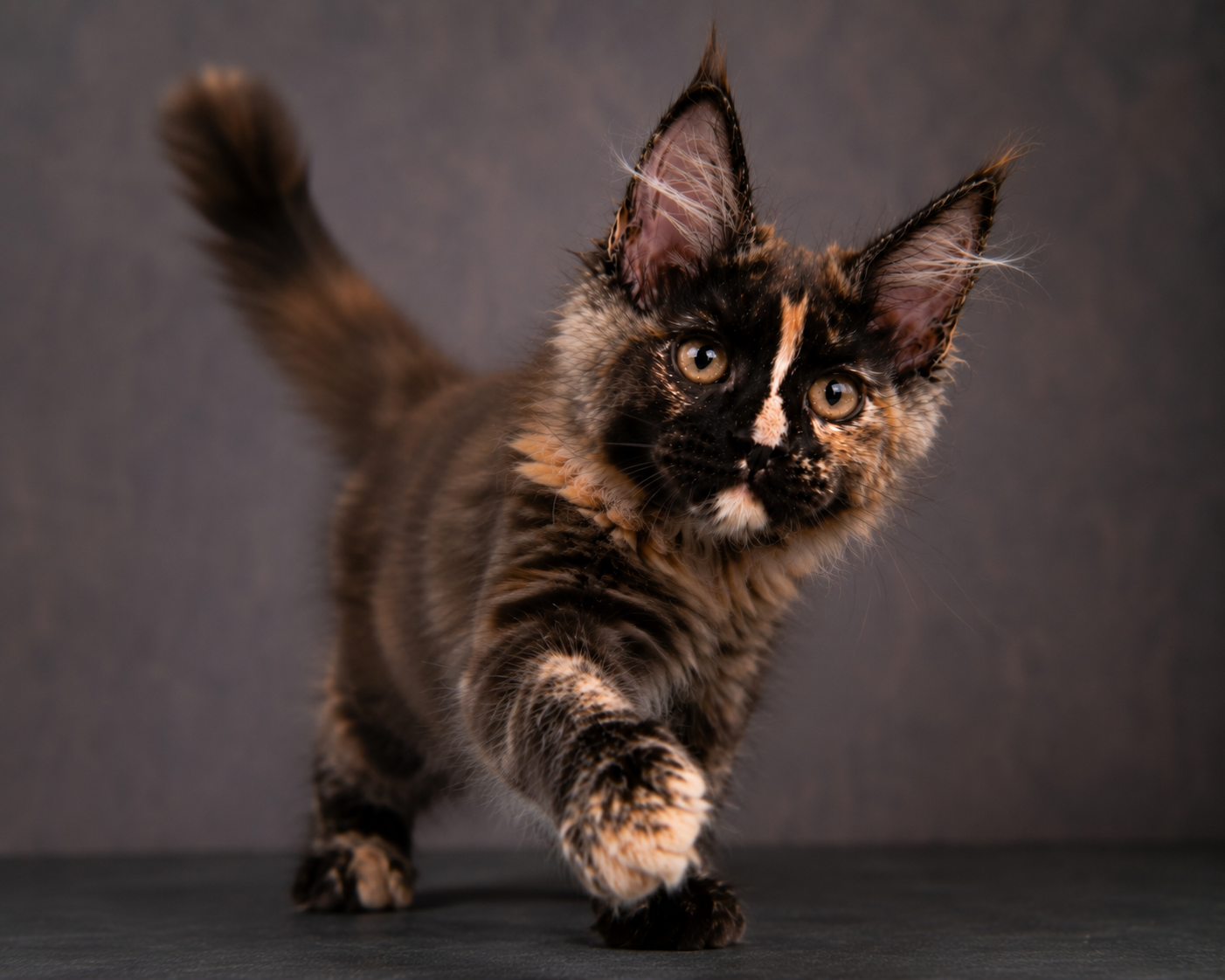Kitten 95 (AVAILABLE)
