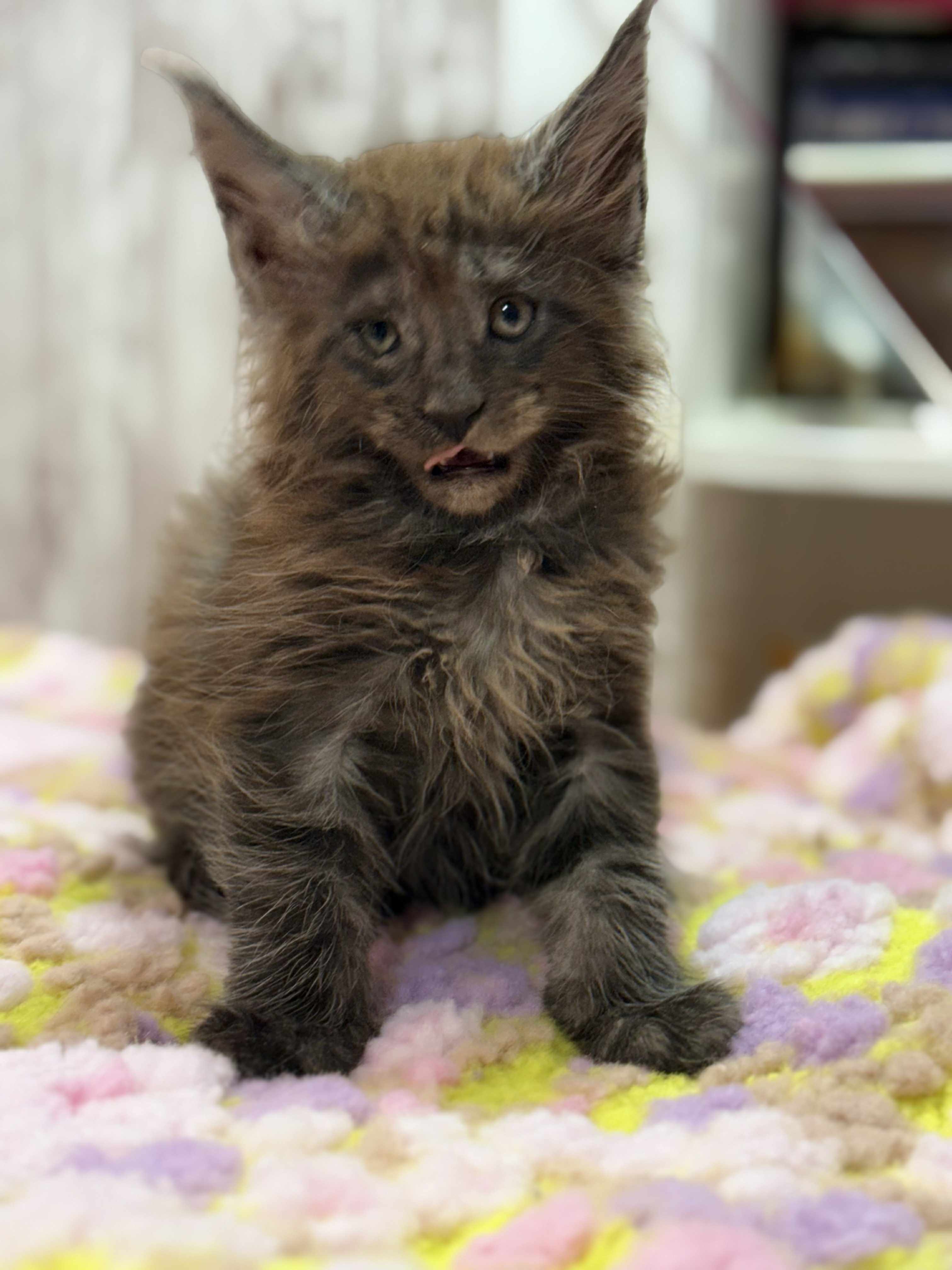 Kitten 46 (AVAILABLE)