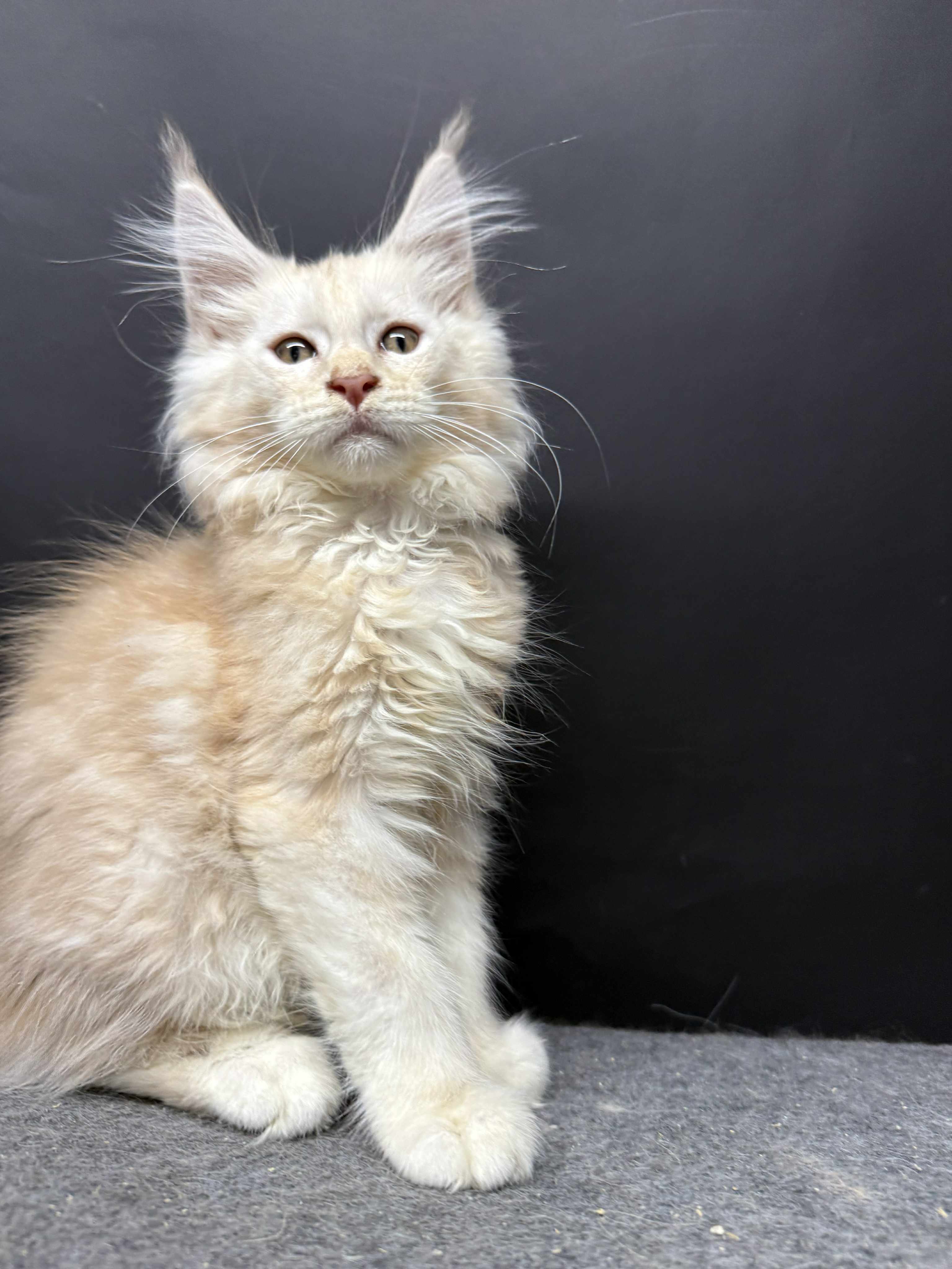 Kitten 49 (AVAILABLE)