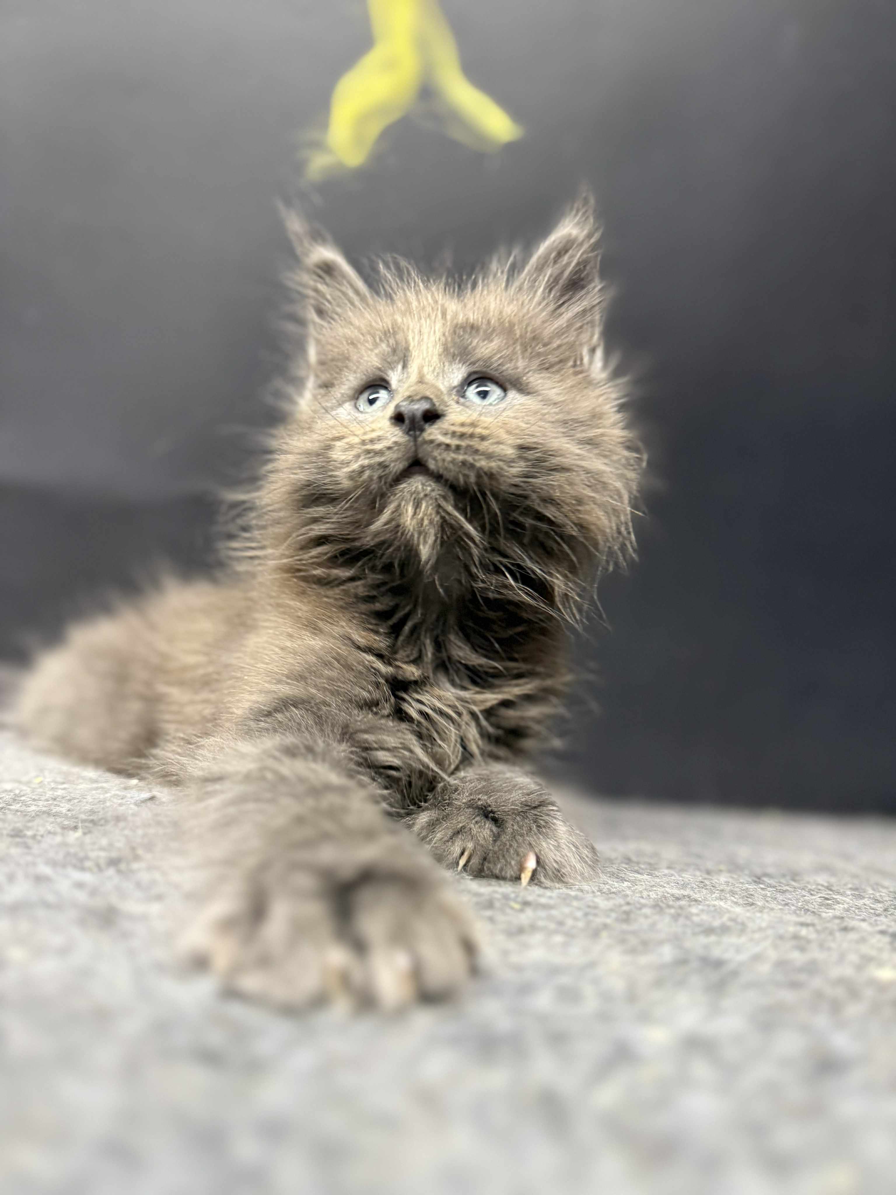 Kitten 53 (AVAILABLE)