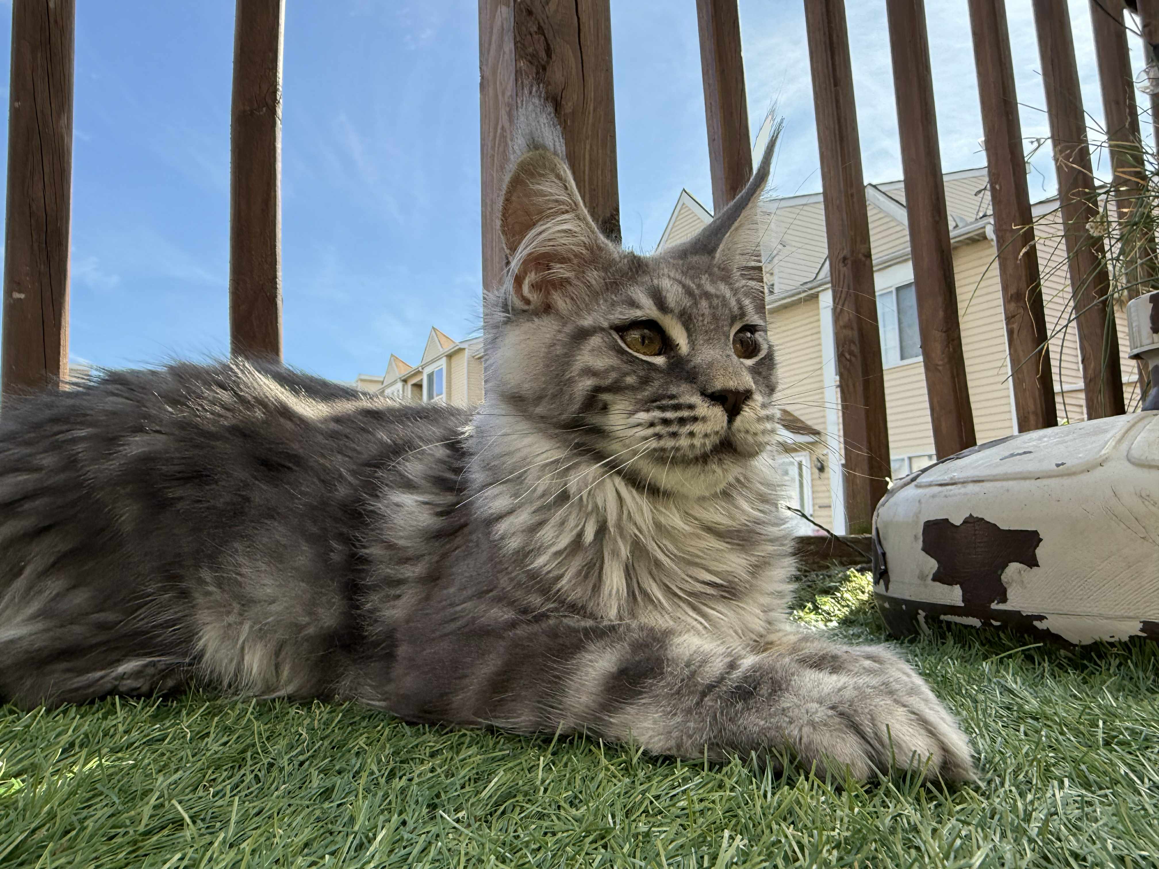 Kitten 43 (AVAILABLE)