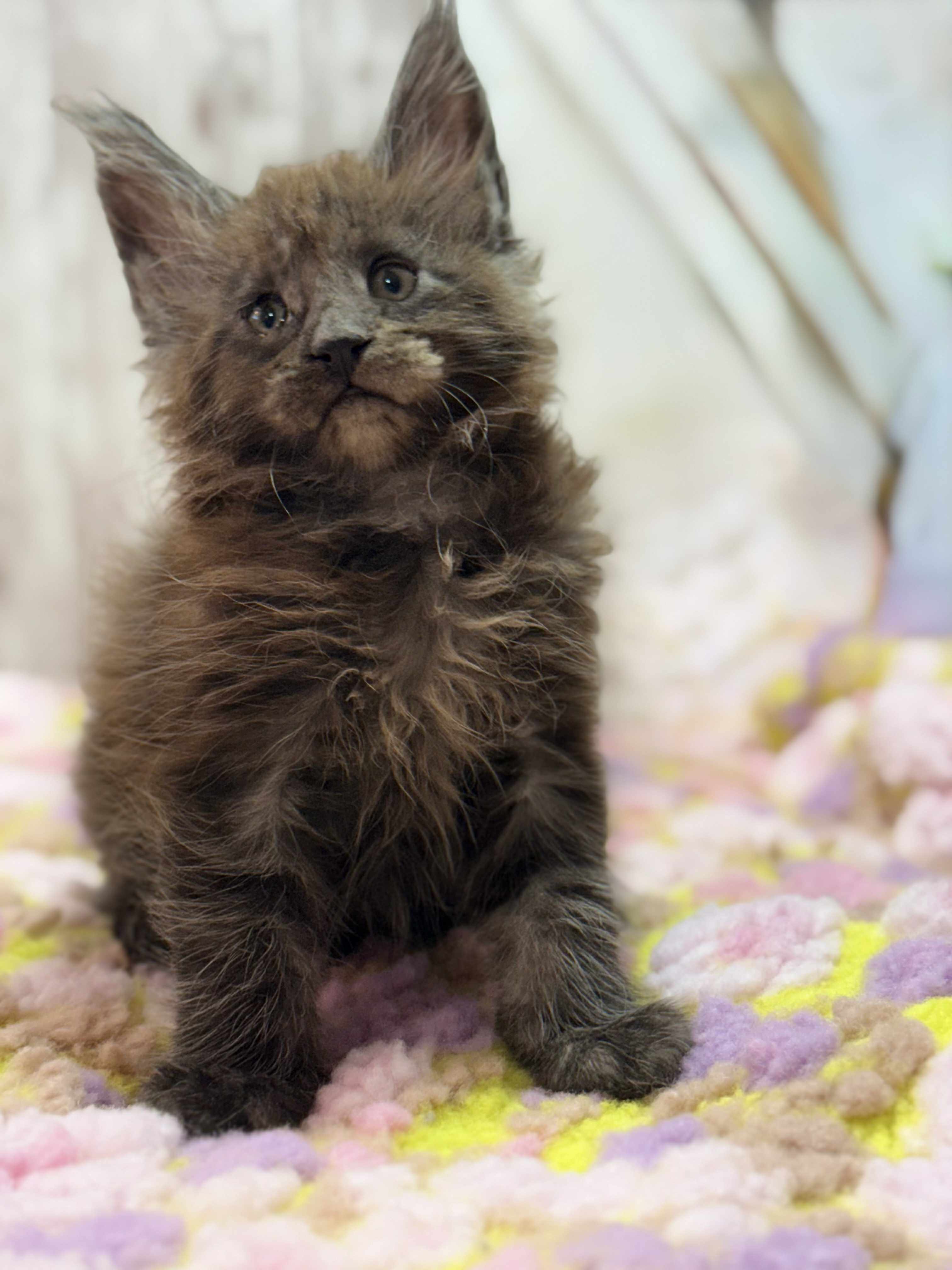Kitten 46 (AVAILABLE)