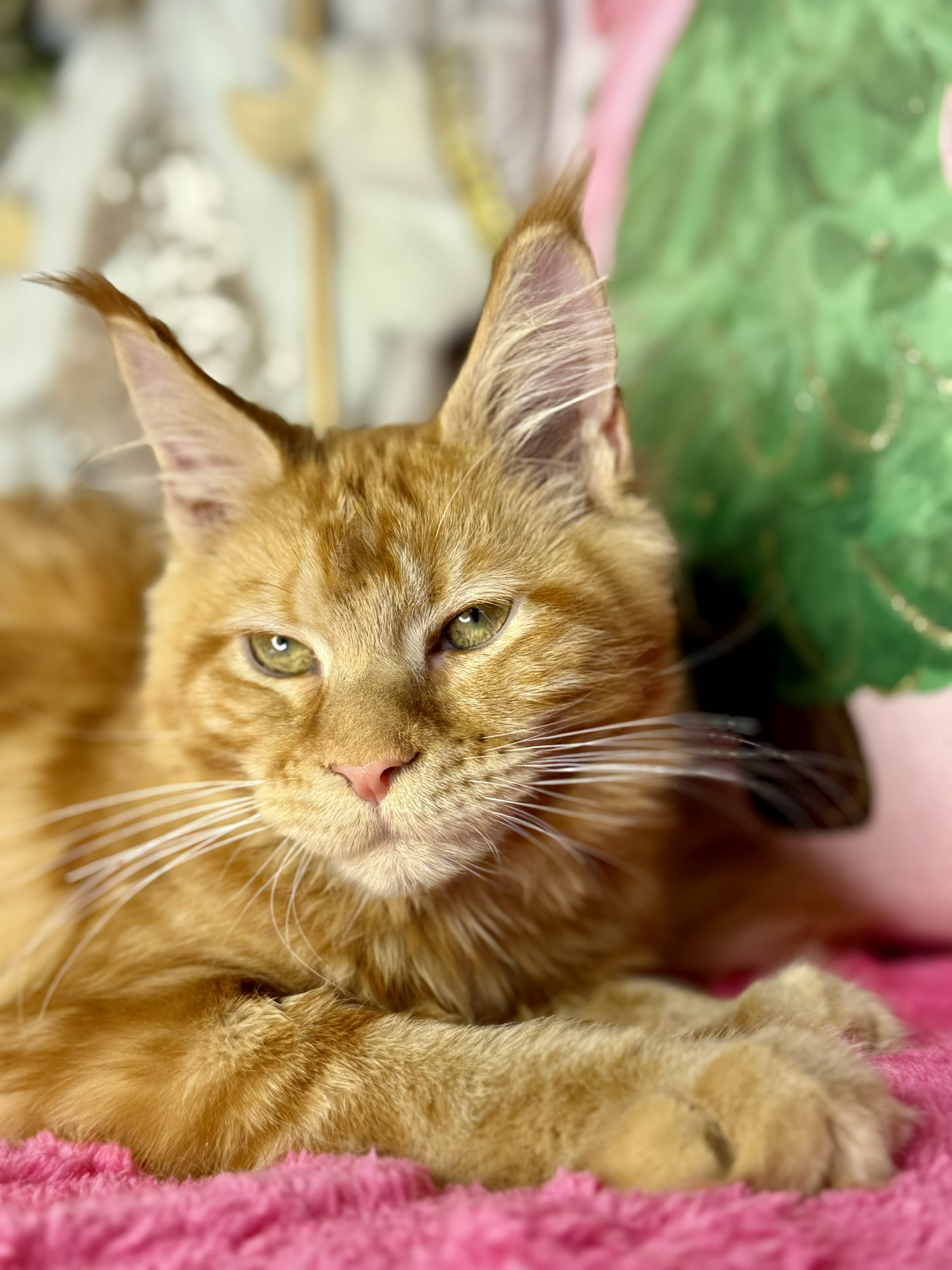 Kitten 63 (AVAILABLE)