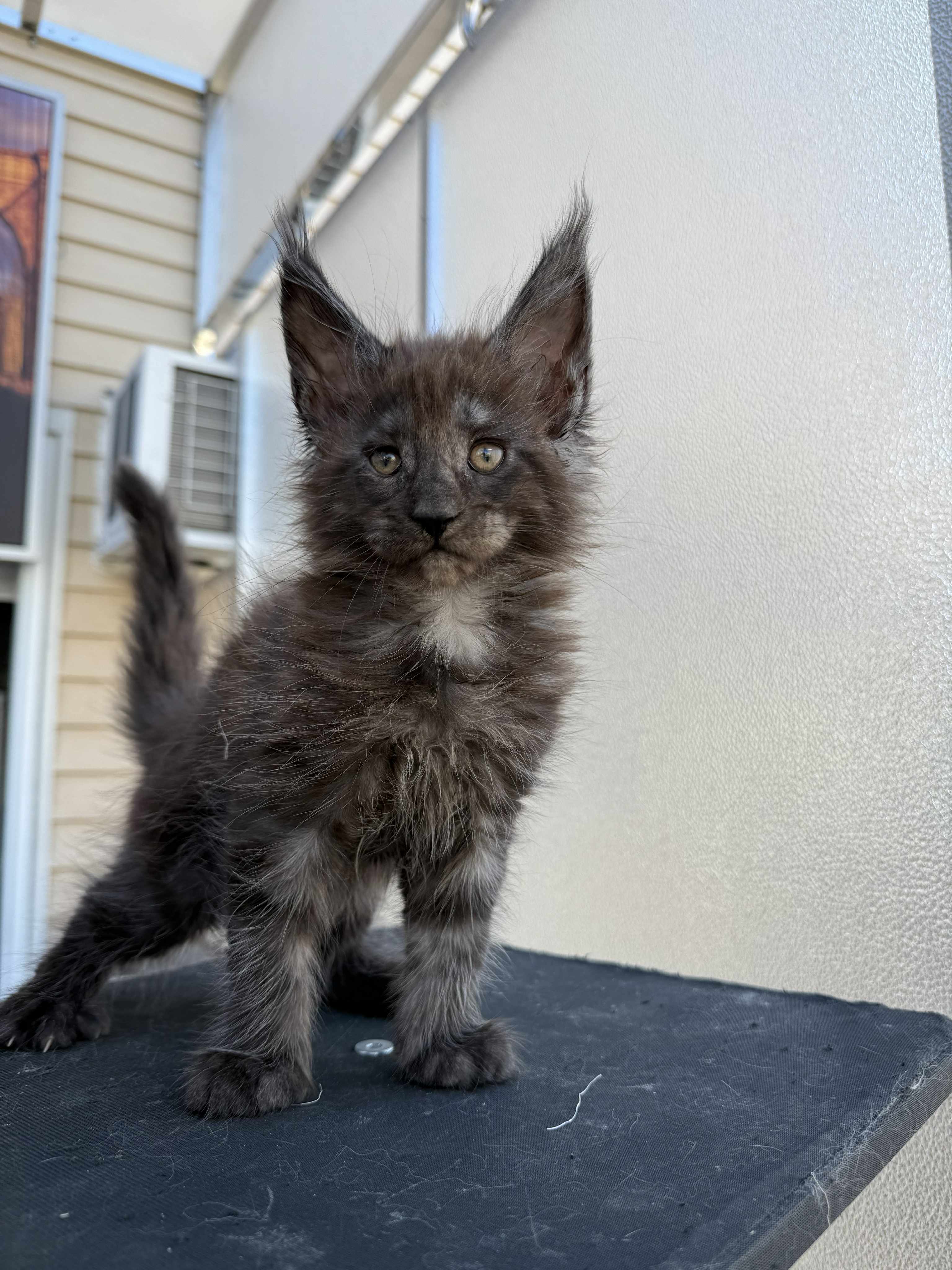 Kitten 46 (AVAILABLE)