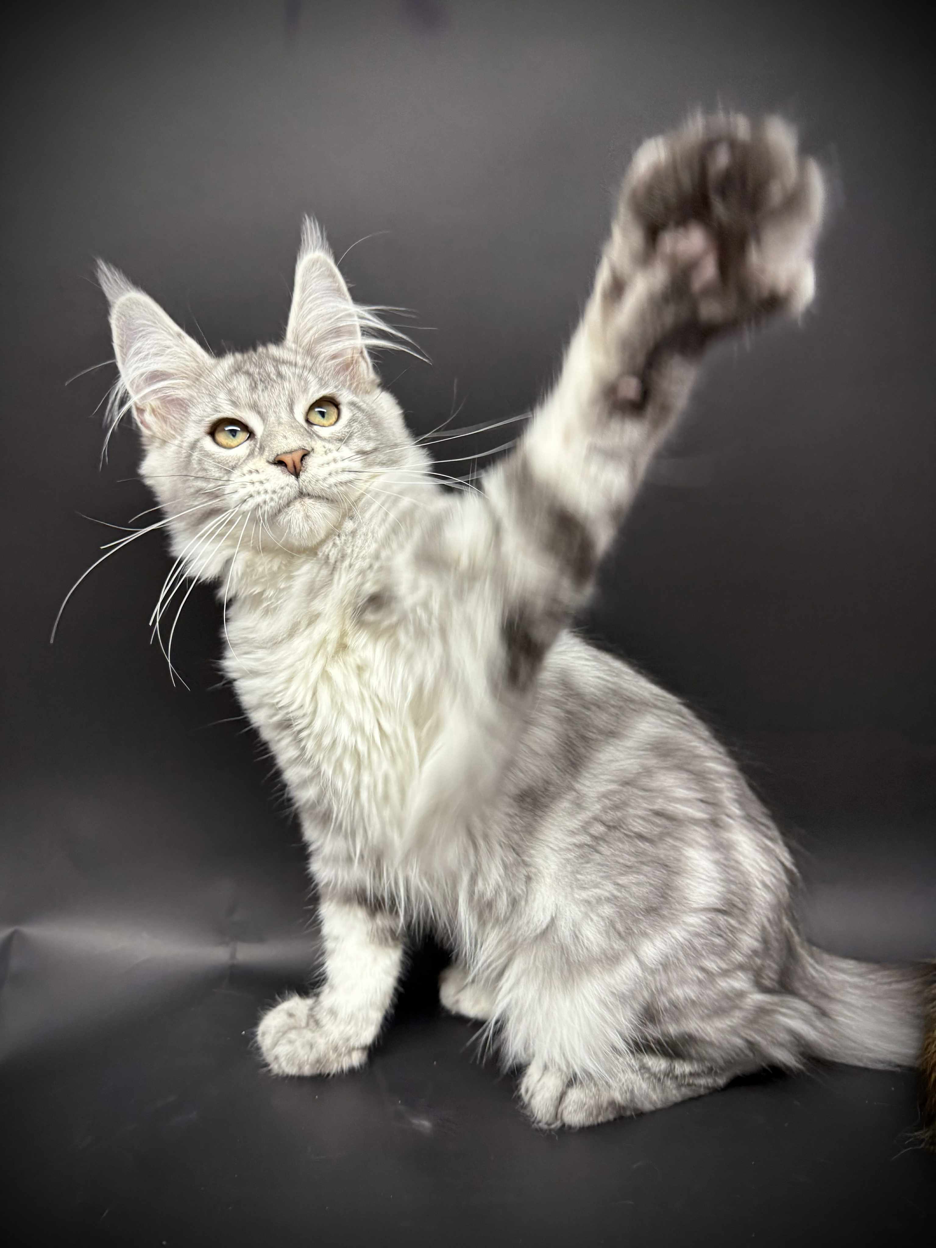 Kitten 48 (AVAILABLE)