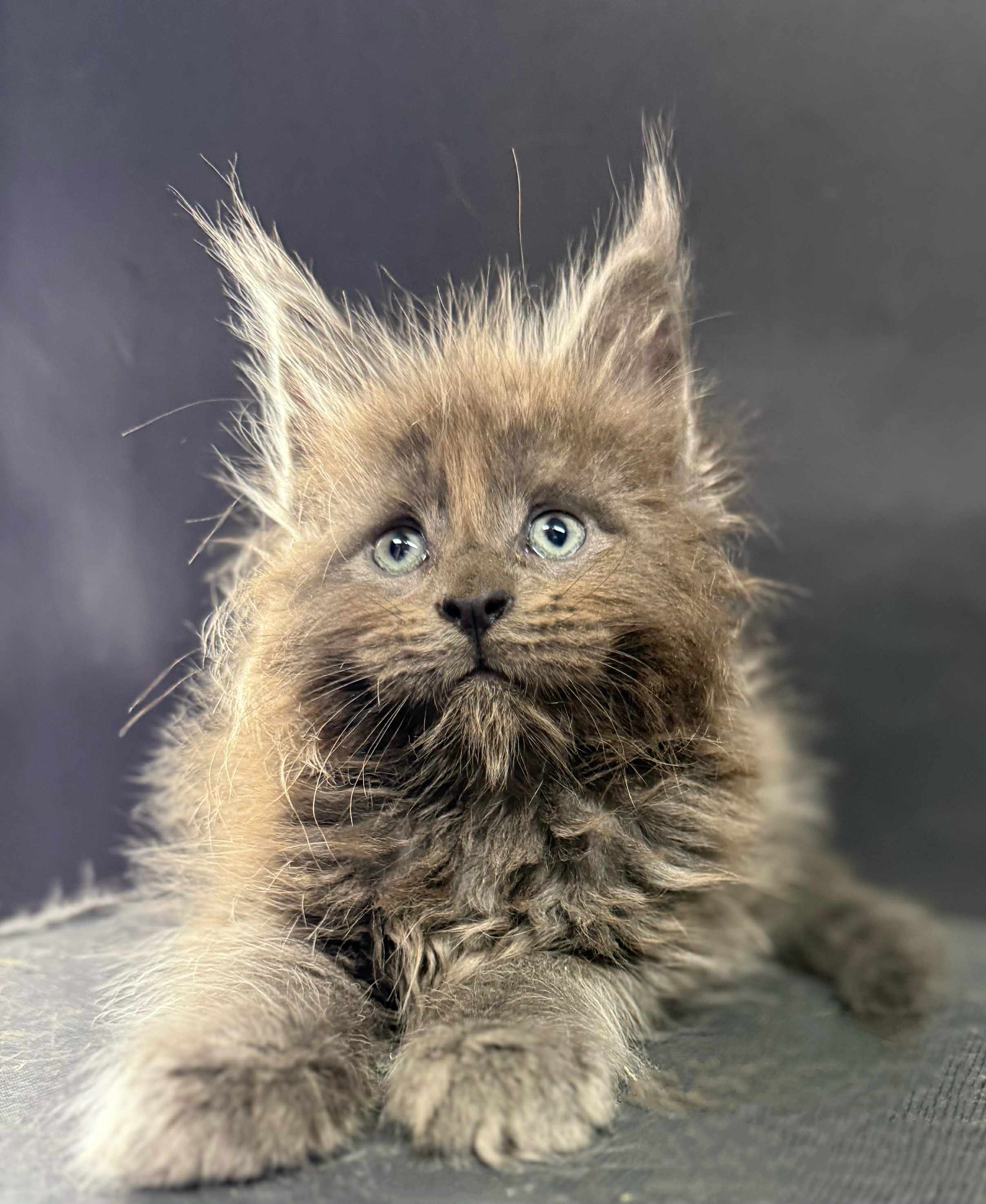 Kitten 60 (AVAILABLE FOR RESERVATION)