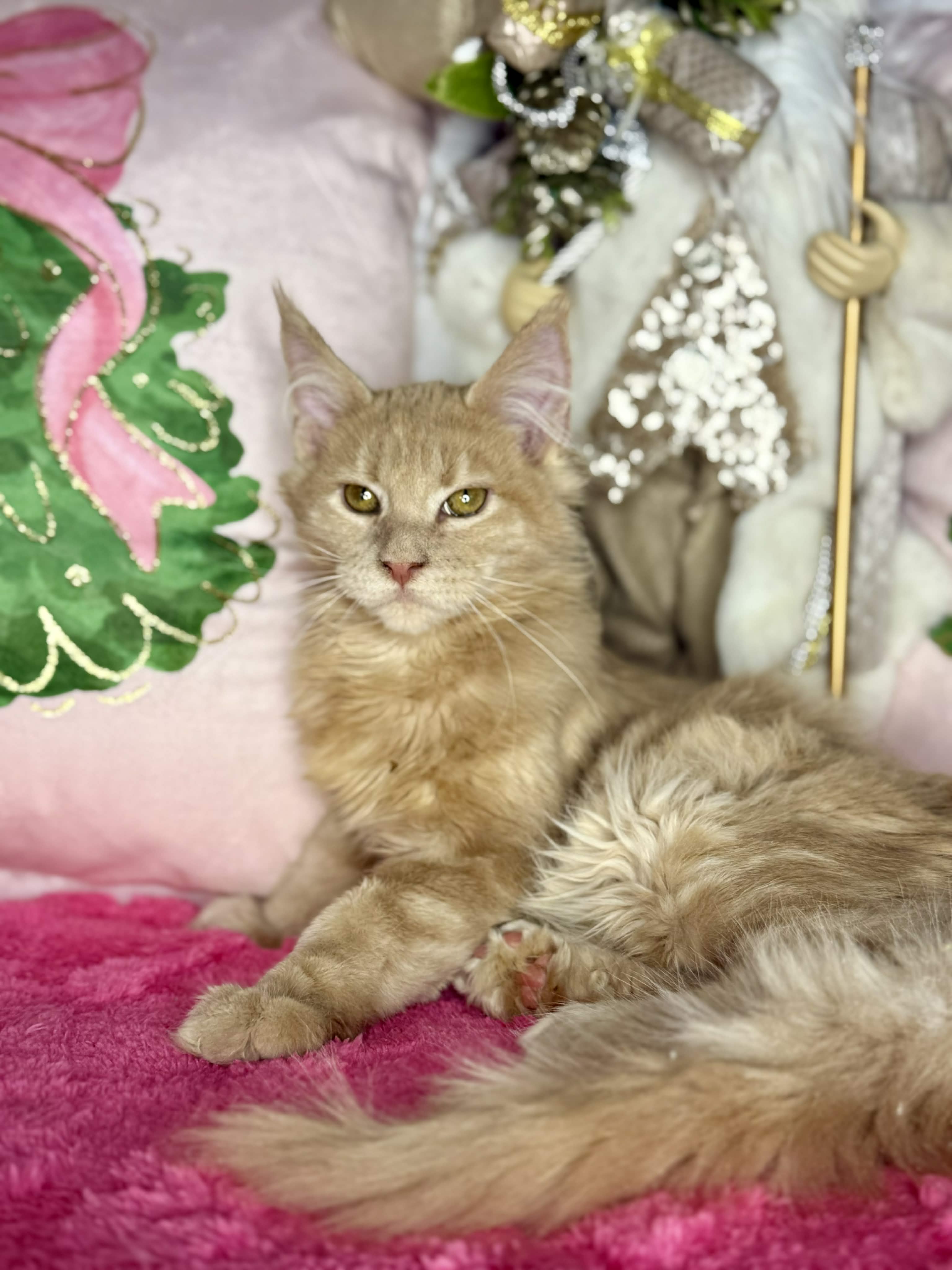 Kitten 62 (AVAILABLE)