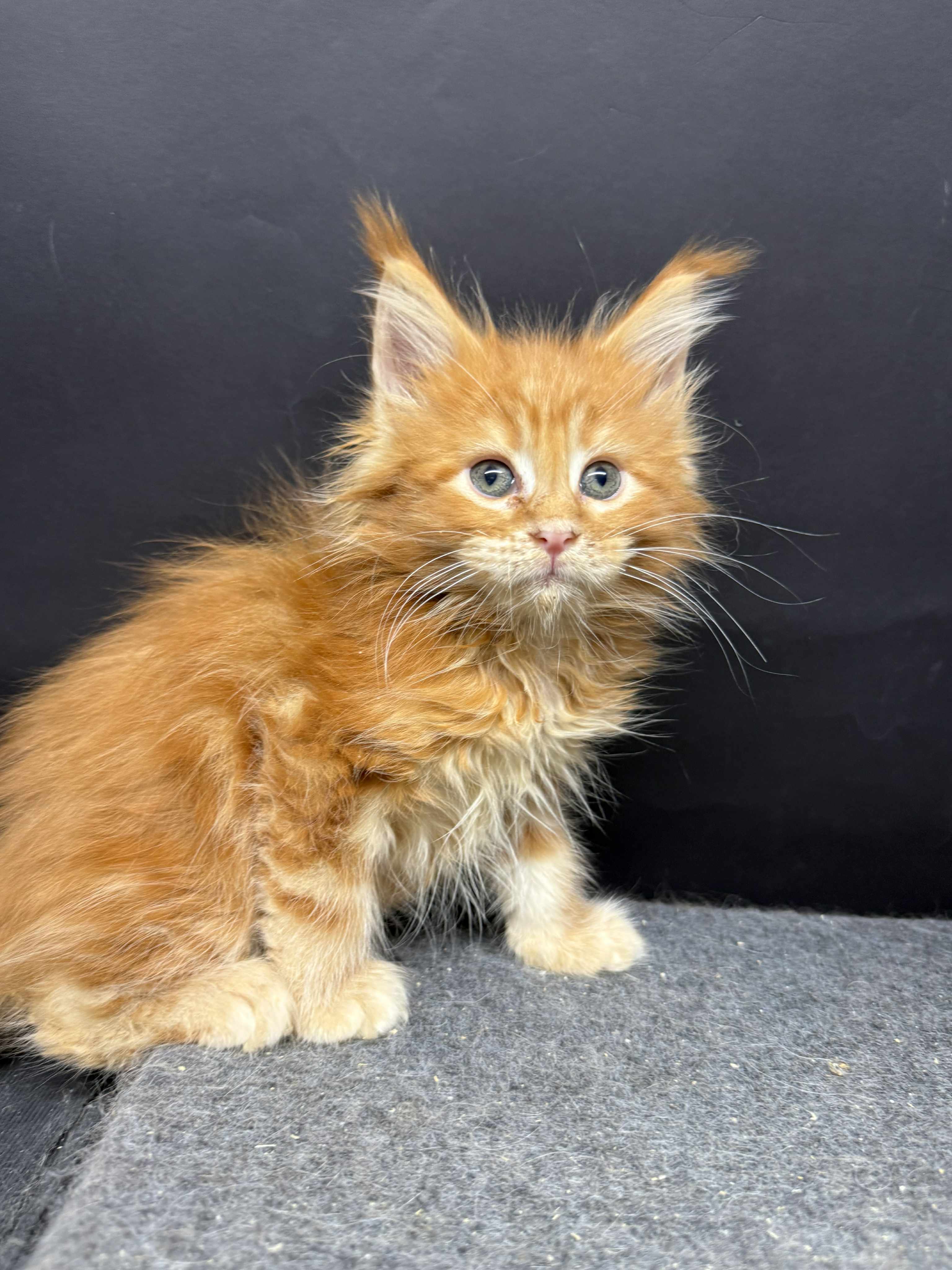 Kitten 50 (AVAILABLE)