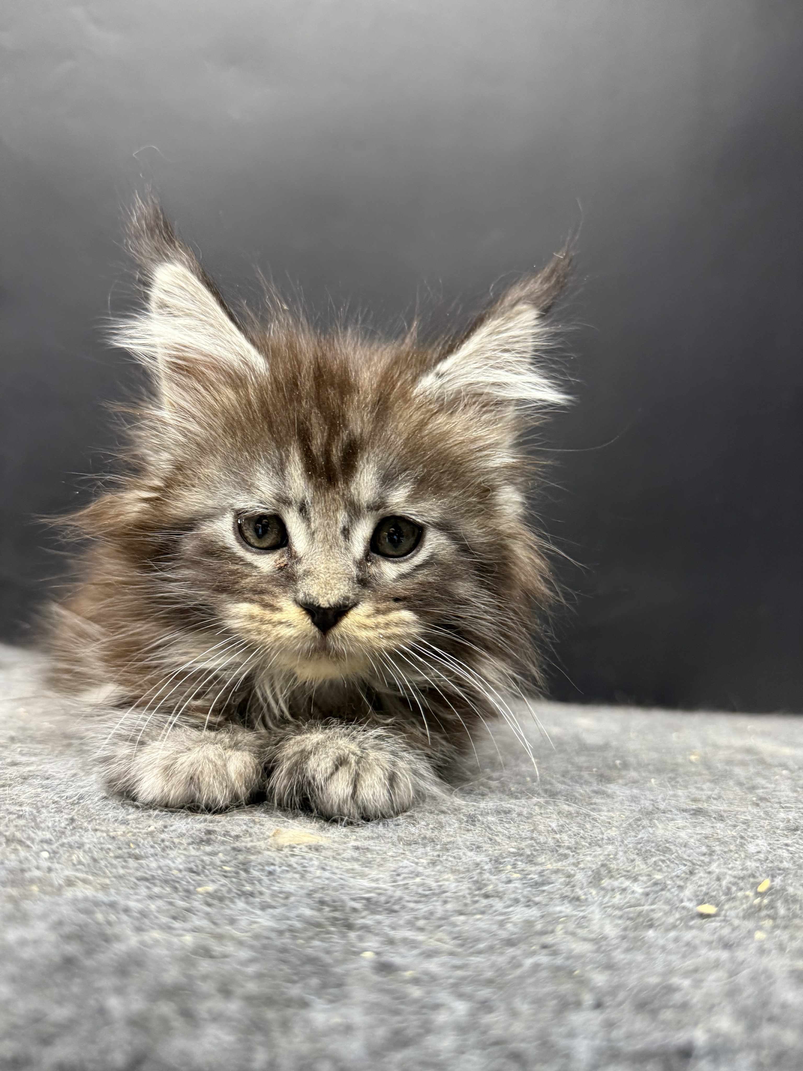 Kitten 51 (AVAILABLE)