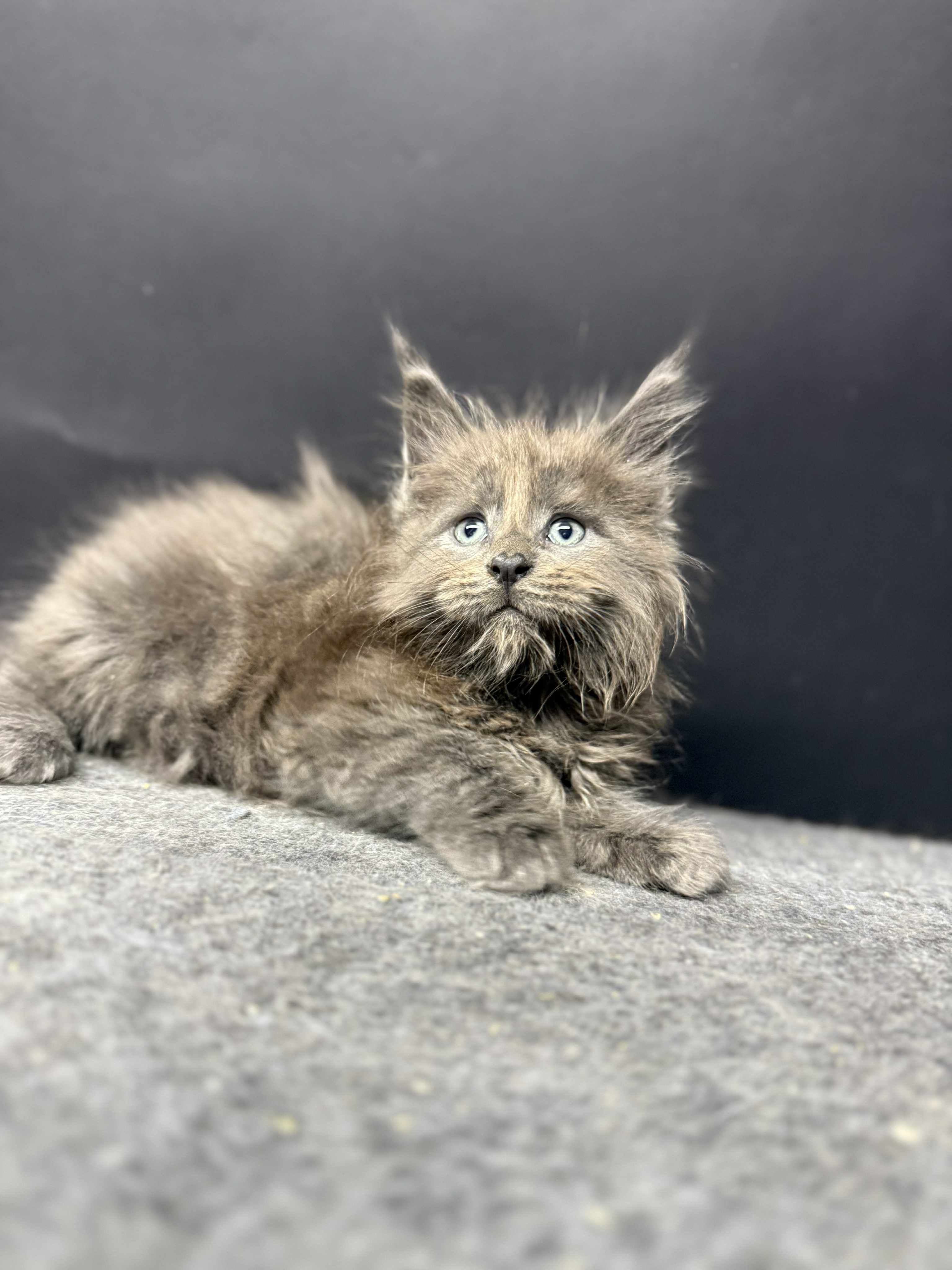 Kitten 53 (AVAILABLE)