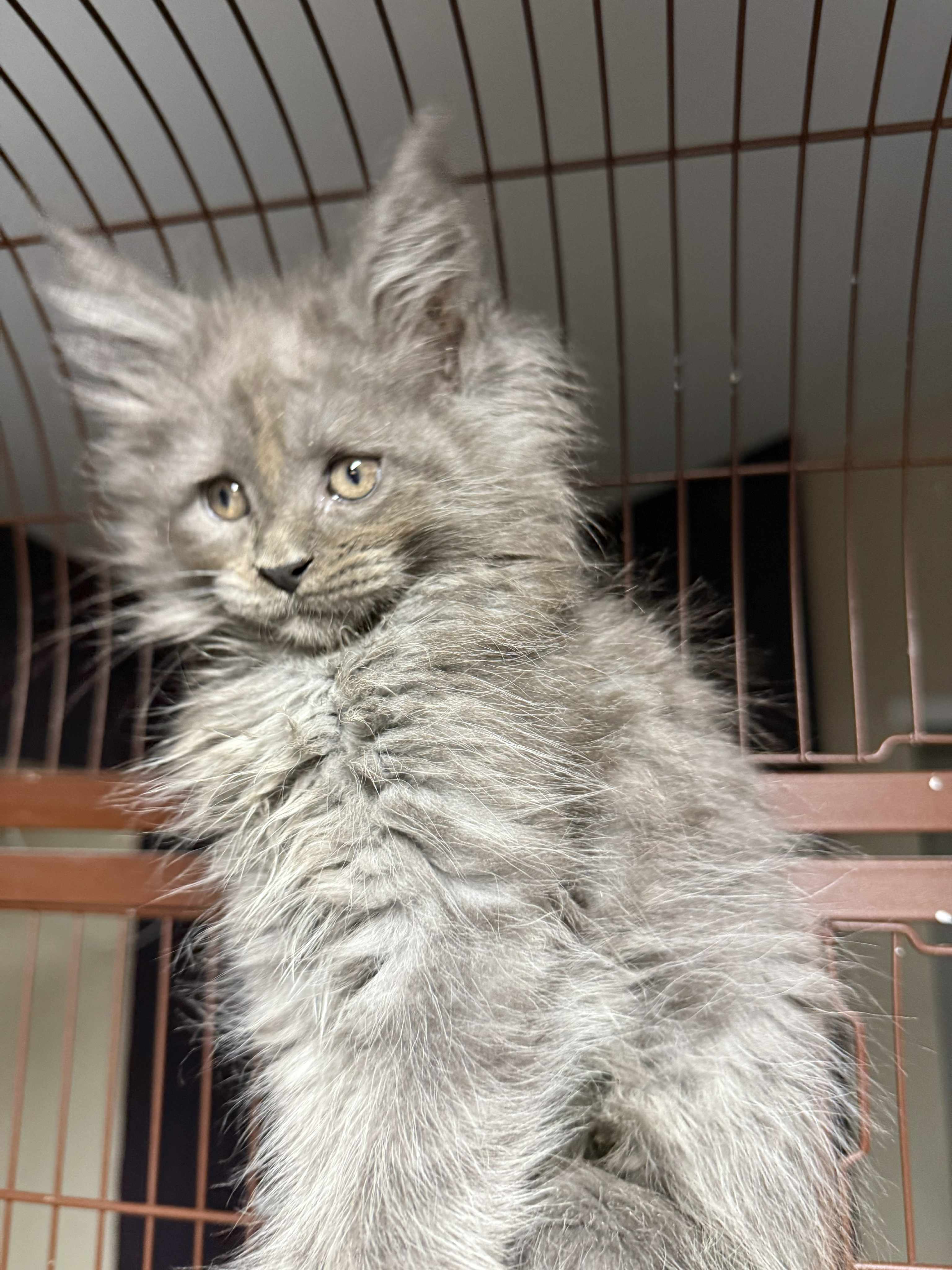 Kitten 52 (AVAILABLE)
