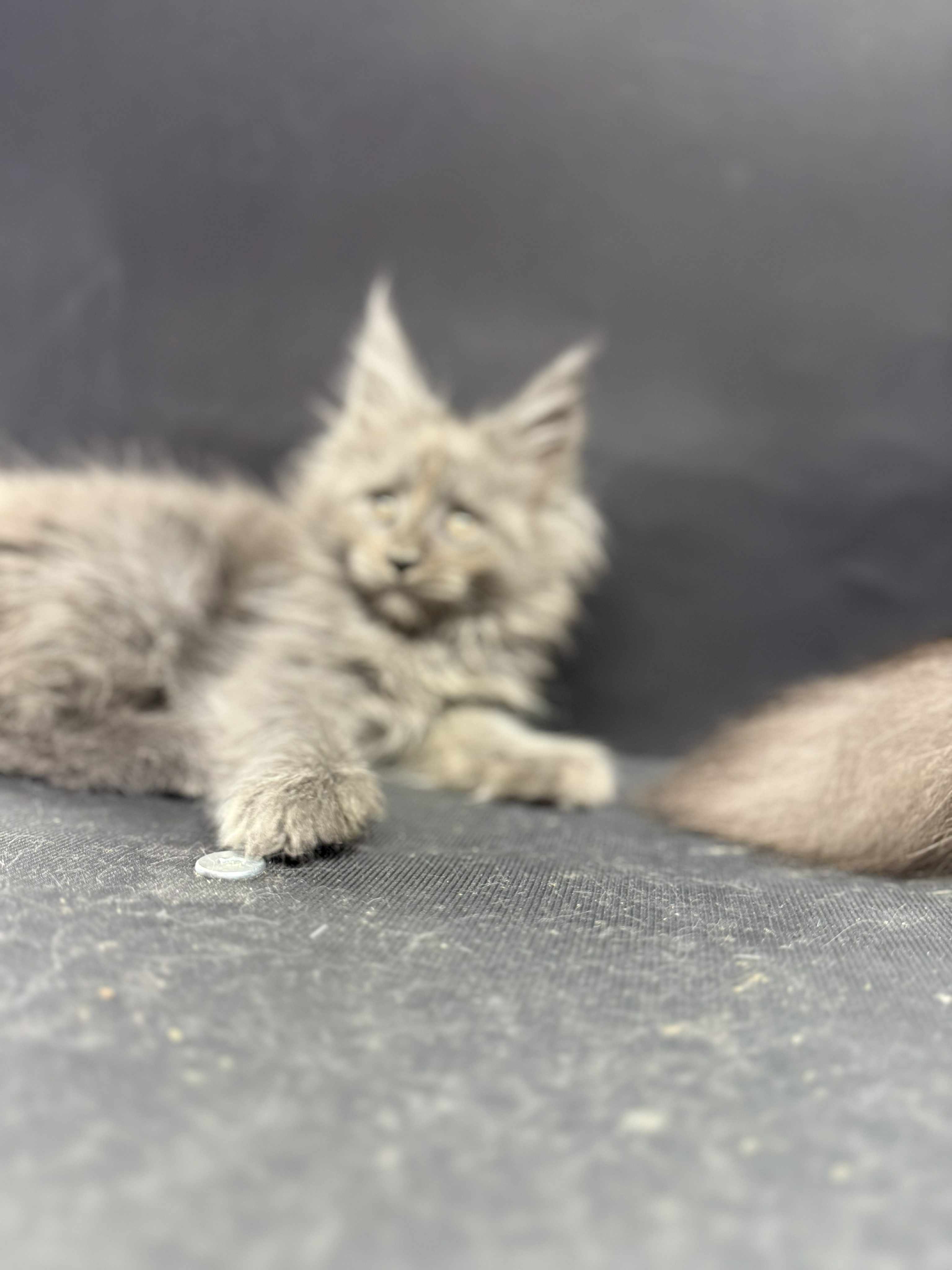 Kitten 61 (AVAILABLE FOR RESERVATION)