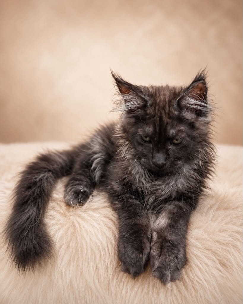 Kitten 91 (AVAILABLE)