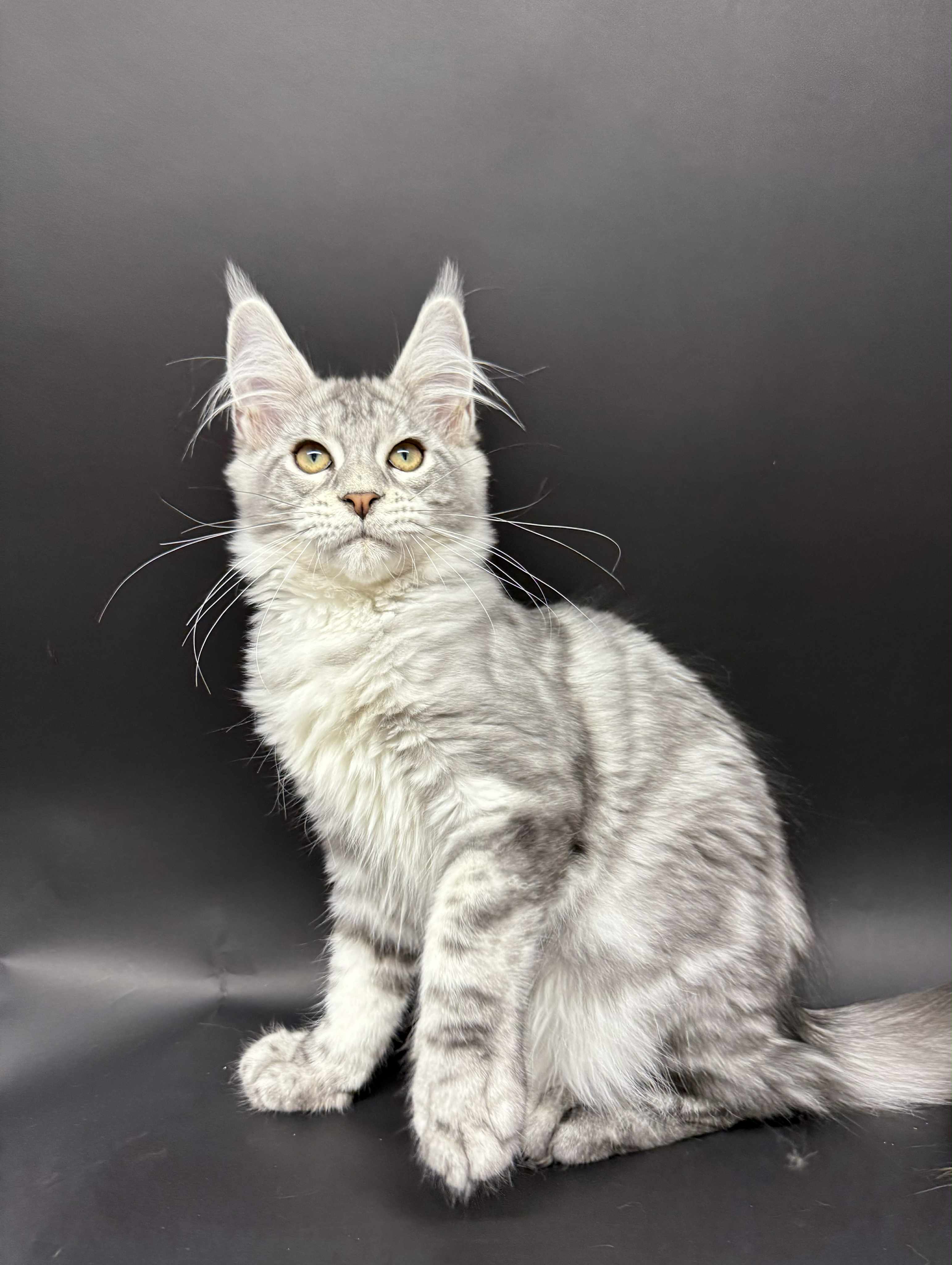 Kitten 48 (AVAILABLE)