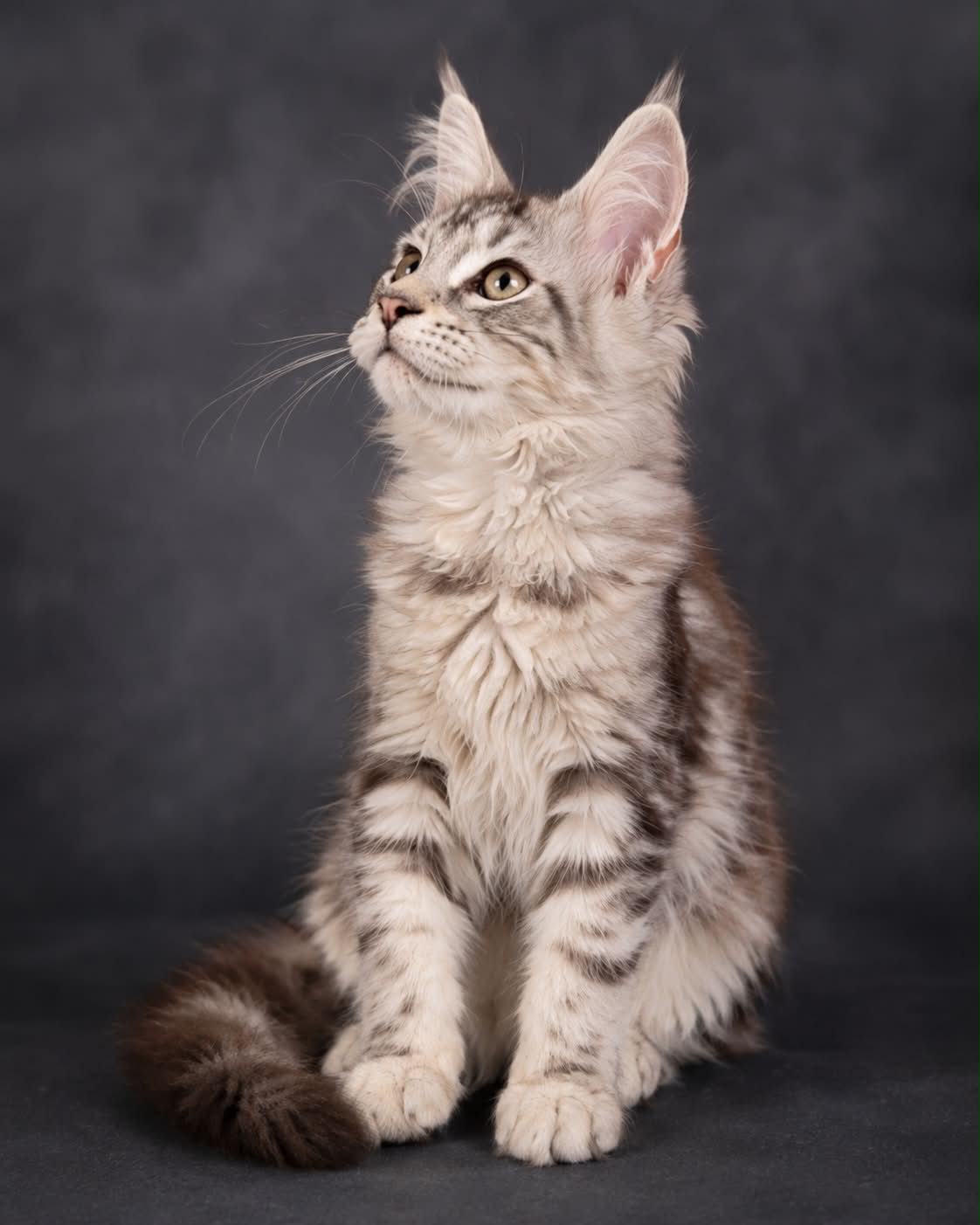 Kitten 90 (AVAILABLE)