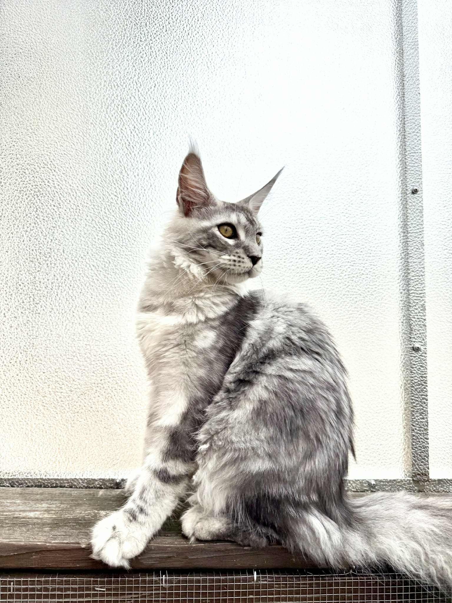 Kitten 42 (AVAILABLE)