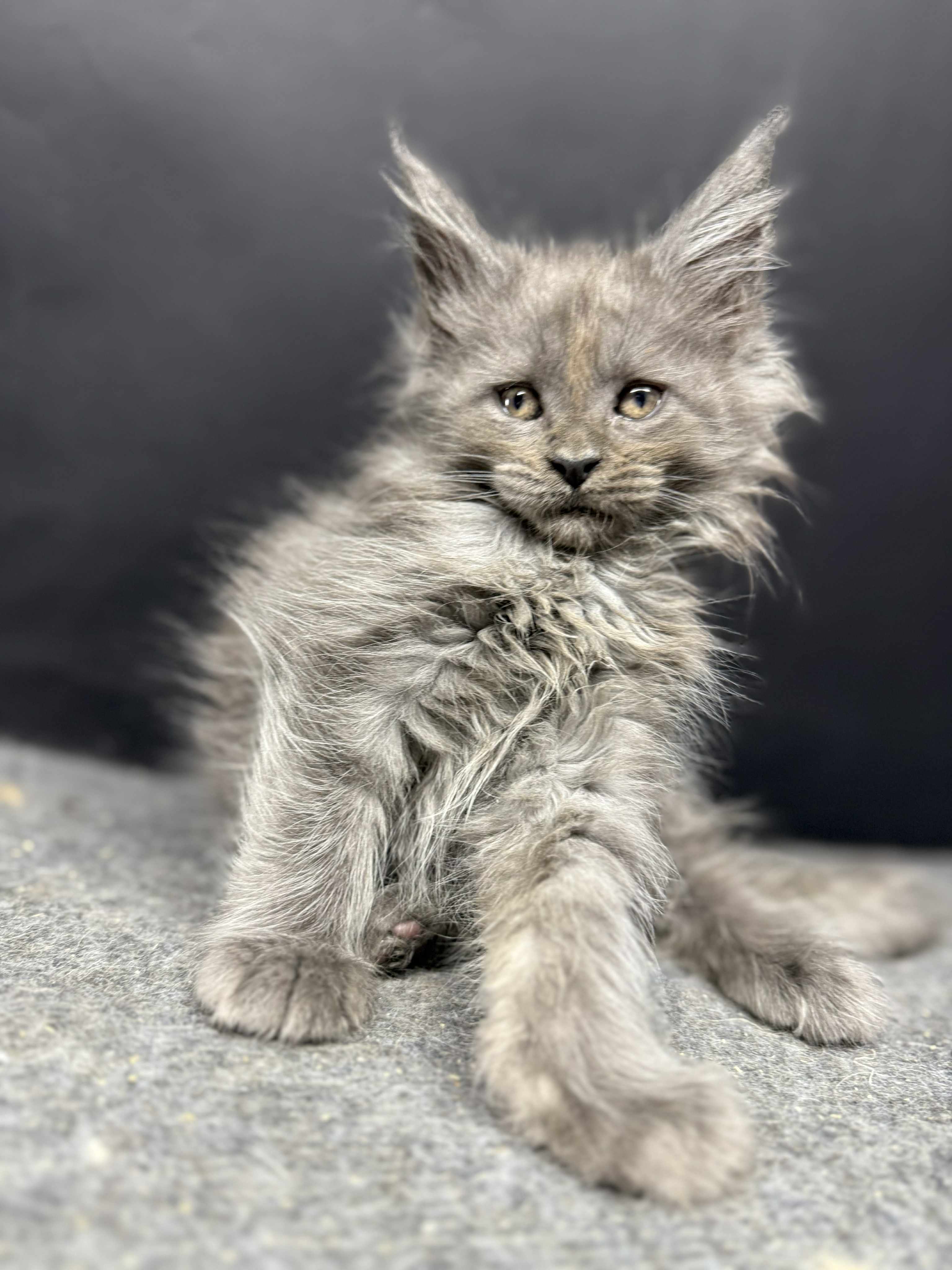 Kitten 61 (AVAILABLE FOR RESERVATION)