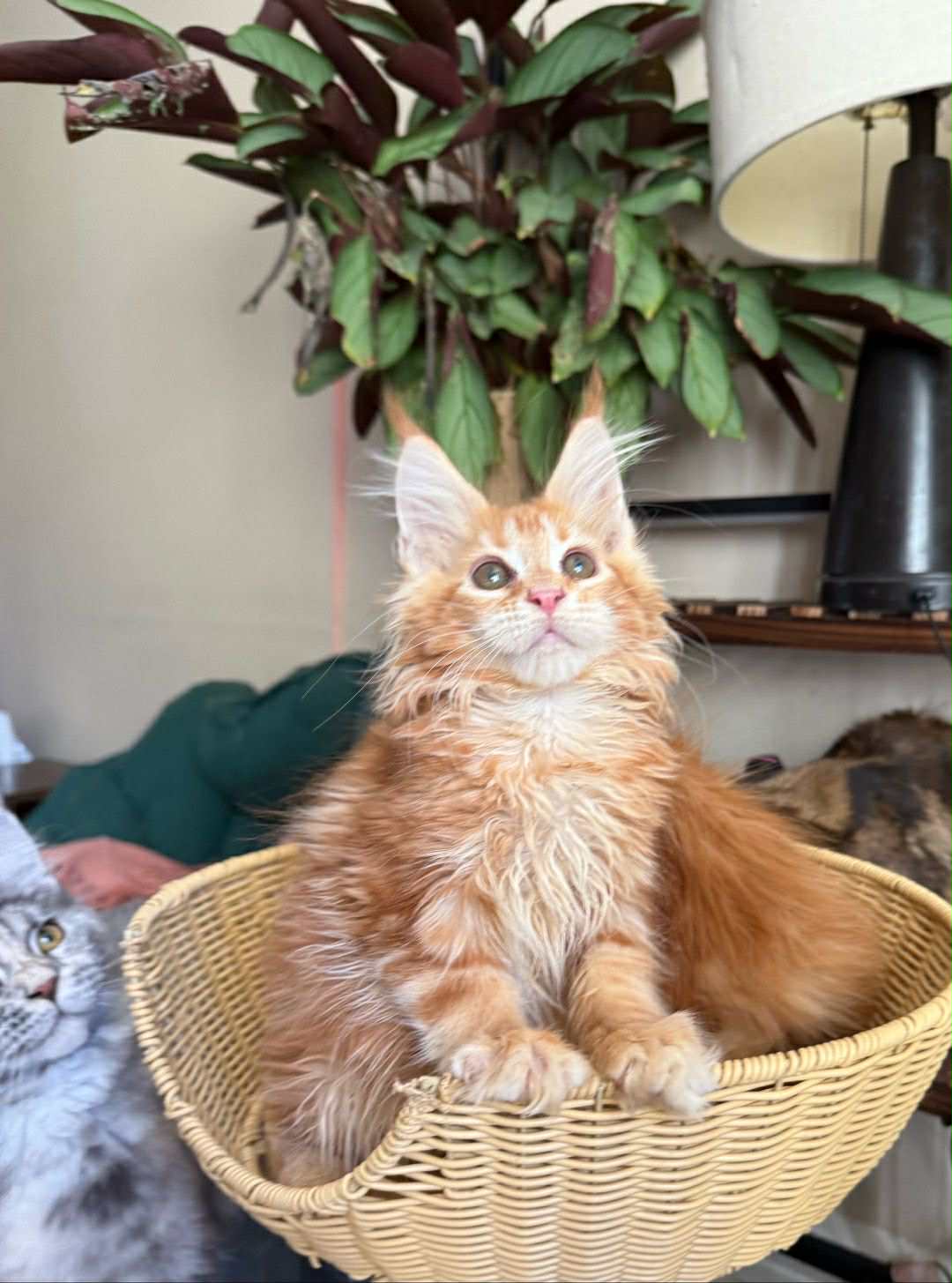 Kitten 57 (RESERVED)