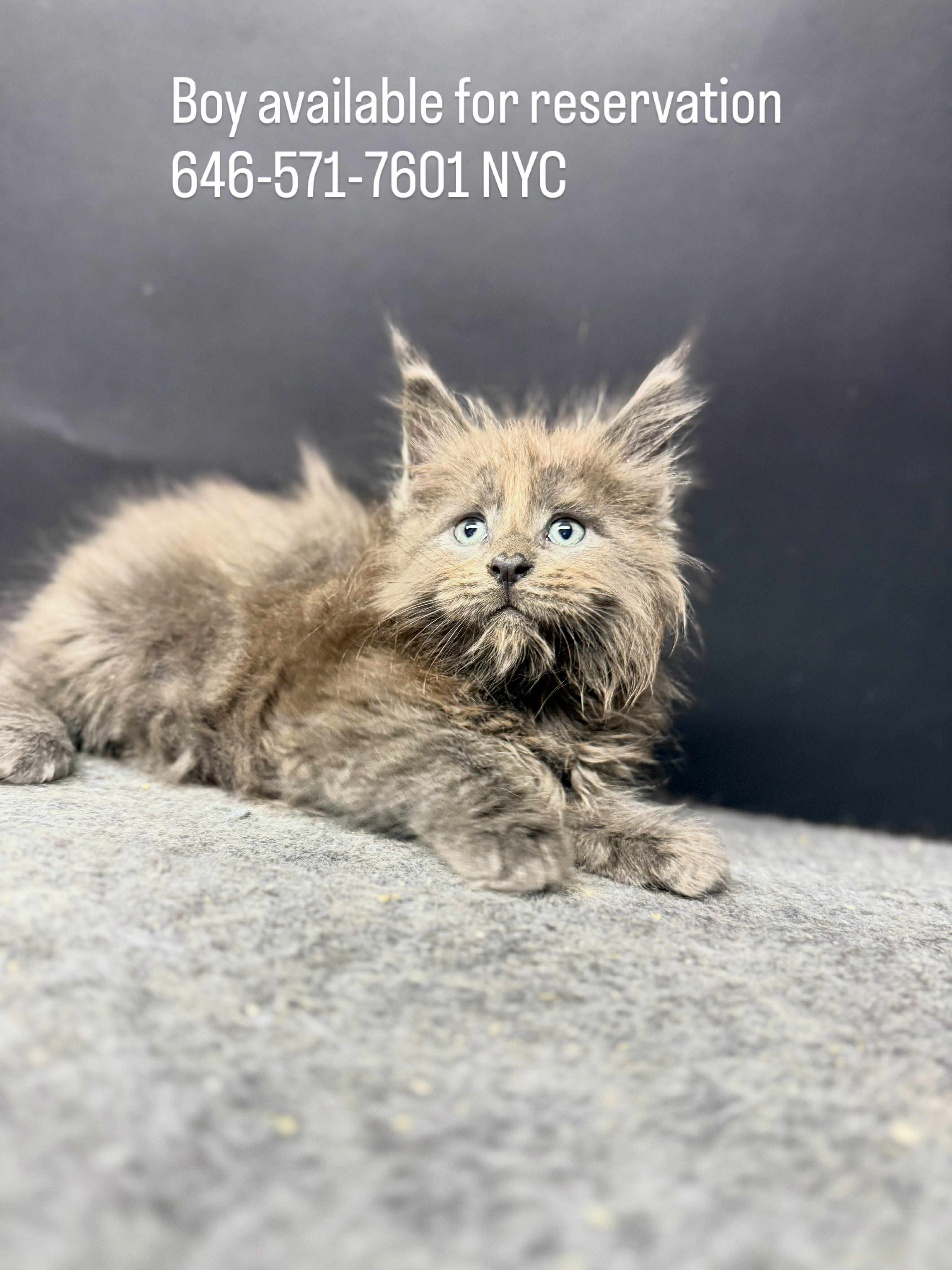 Kitten 60 (AVAILABLE FOR RESERVATION)