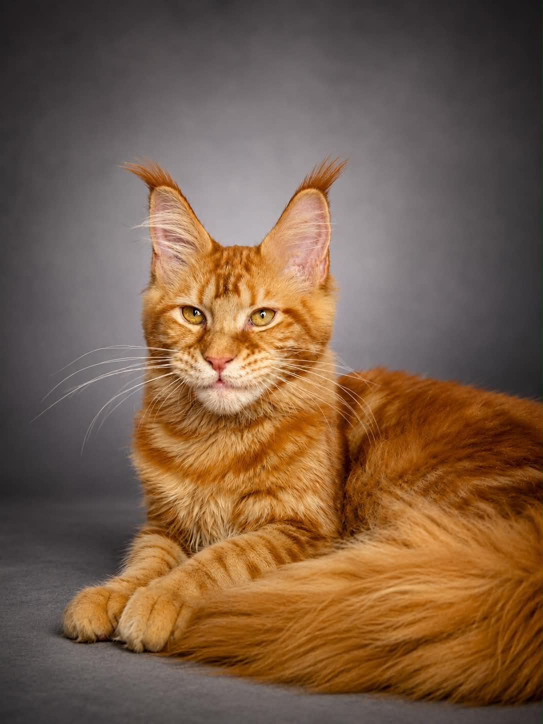 Kitten 88 (AVAILABLE)