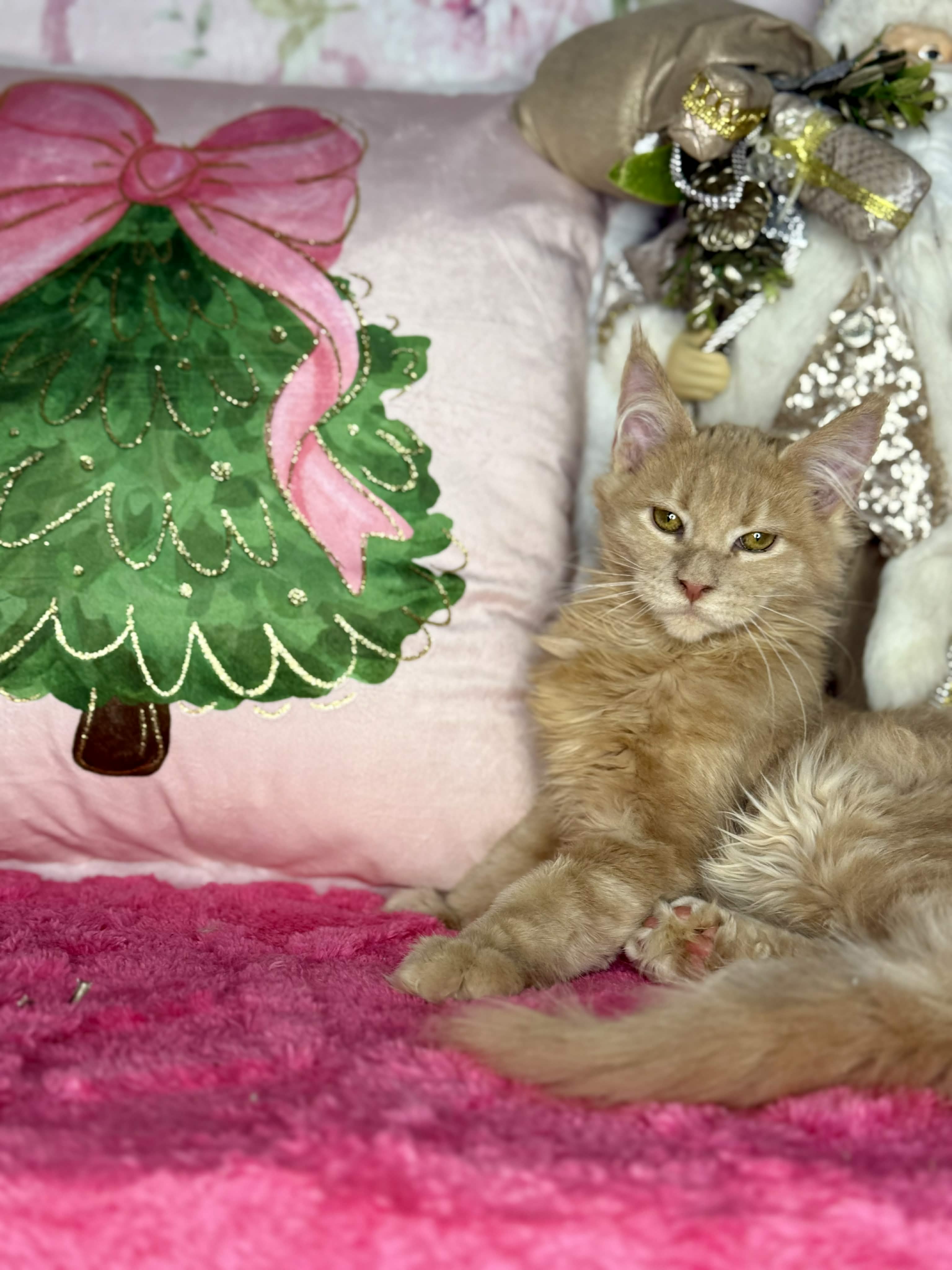 Kitten 62 (AVAILABLE)