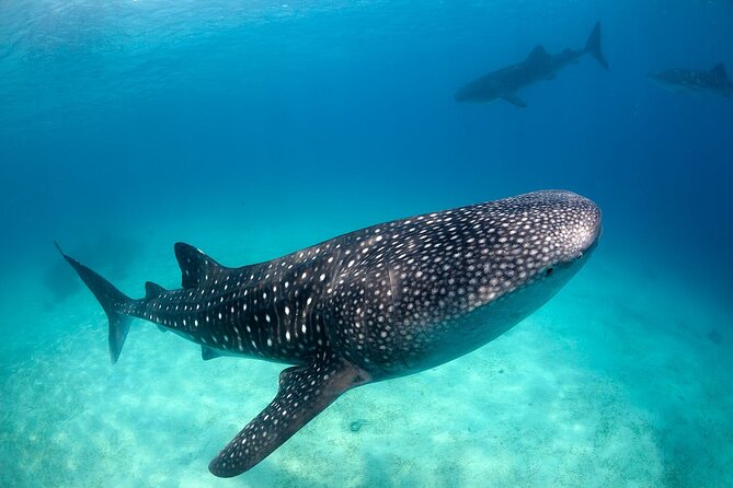 Lila Whale Shark Watching in Bohol for 3 persons (Private)
