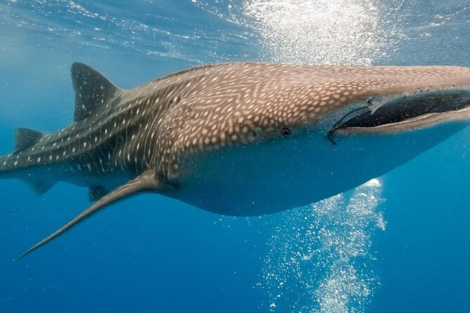 Lila Whale Shark Watching in Bohol for 14 persons (Private)