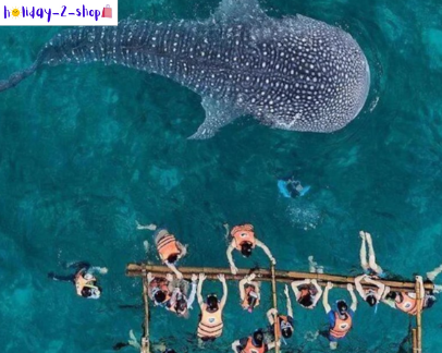 Lila Whale Shark Watching in Bohol for 10 persons (Private)
