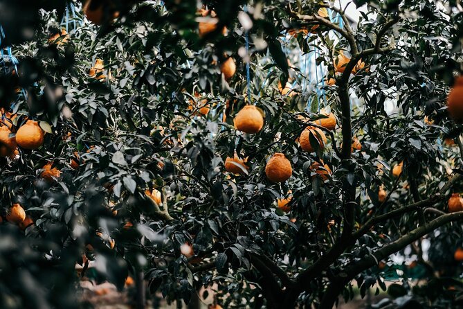 Jeju Island UNESCO Heritage Bus Tour (2 DAYS) in South Korea