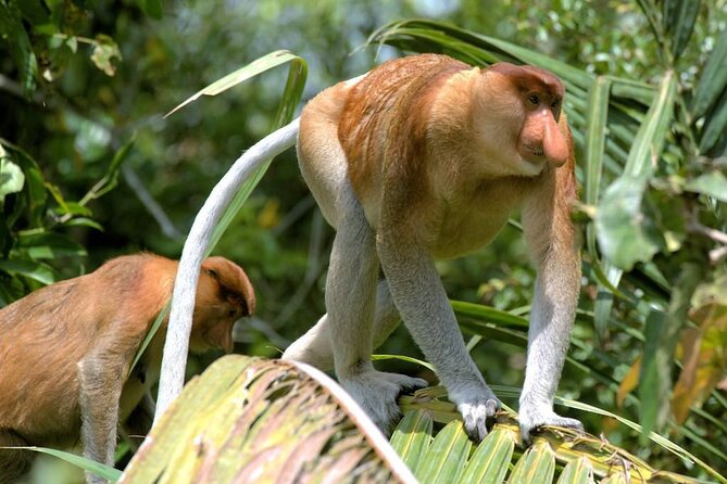 Full Day Bongawan River Cruise with Proboscis Monkey Sightseeing In Kota Kinabalu, Malaysia