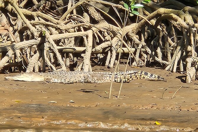 Full Day Bongawan River Cruise with Proboscis Monkey Sightseeing In Kota Kinabalu, Malaysia