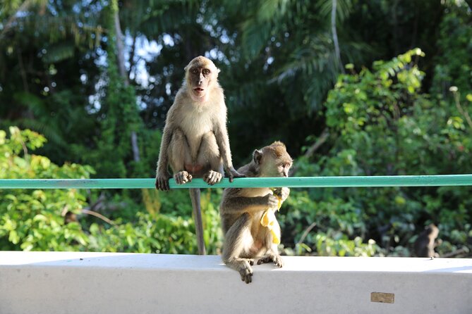 Full Day Bongawan River Cruise with Proboscis Monkey Sightseeing In Kota Kinabalu, Malaysia