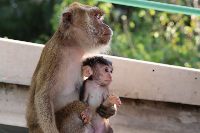 Full Day Bongawan River Cruise with Proboscis Monkey Sightseeing In Kota Kinabalu, Malaysia