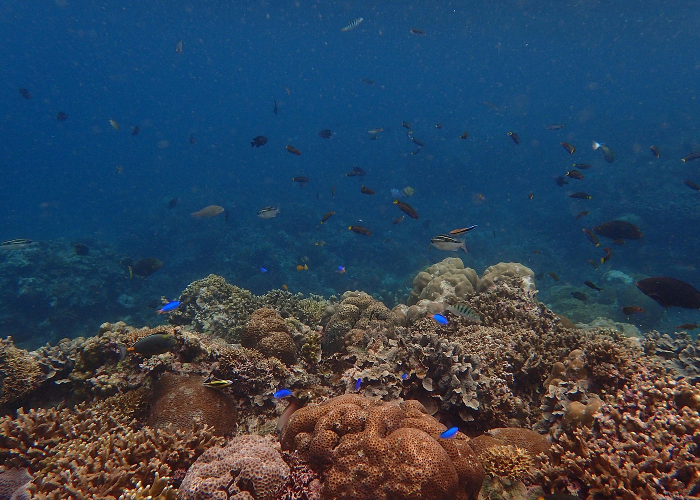 Anilao Snorkel Safari: Explore the Amazing Underwater World