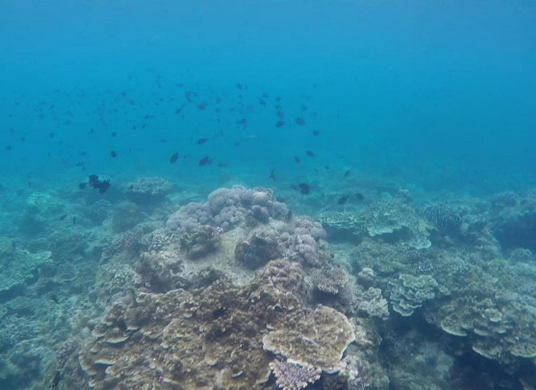 Anilao Snorkel Safari: Explore the Amazing Underwater World